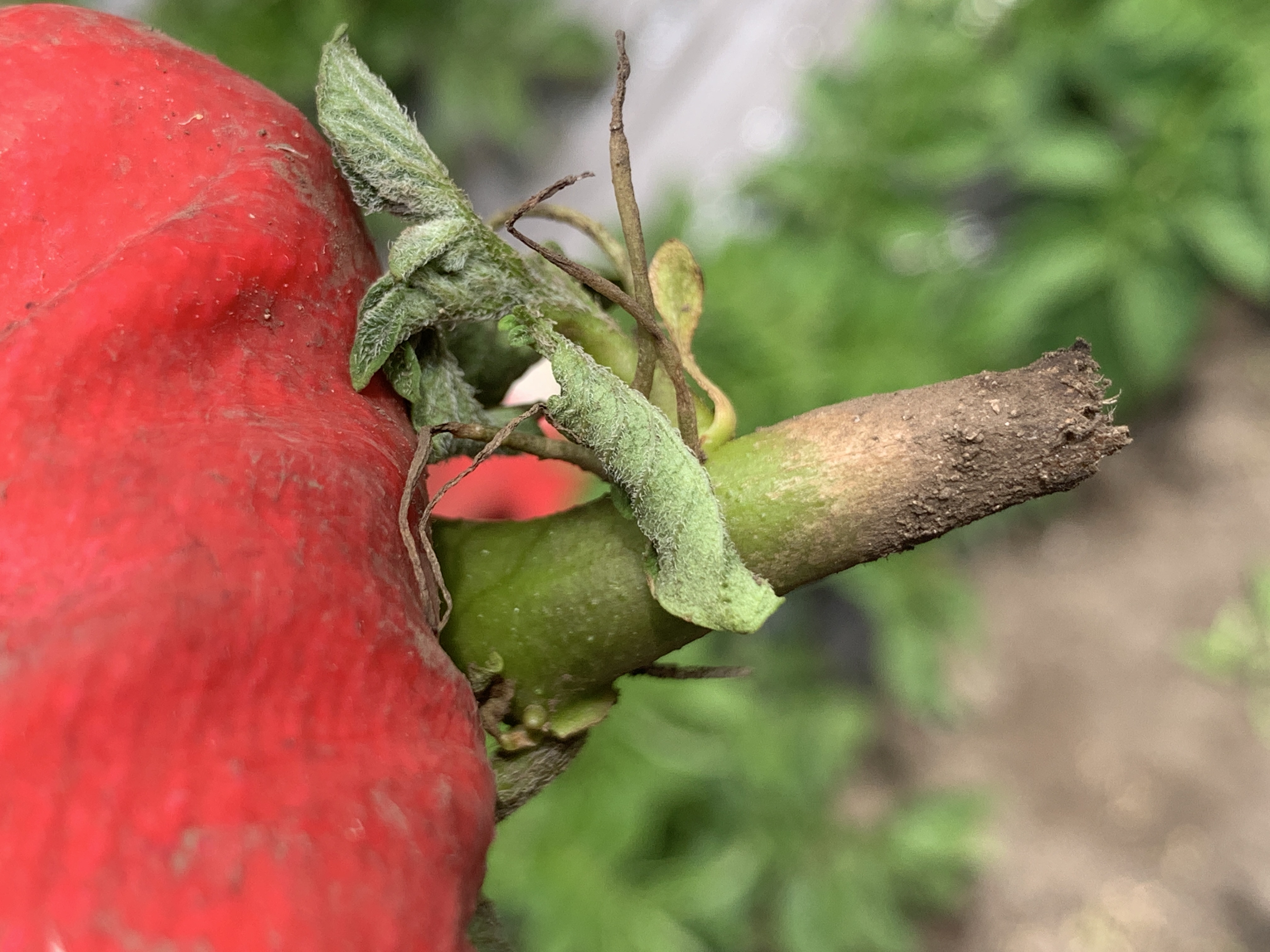 밭작물 관련 몇가지 문의글 올립니다.