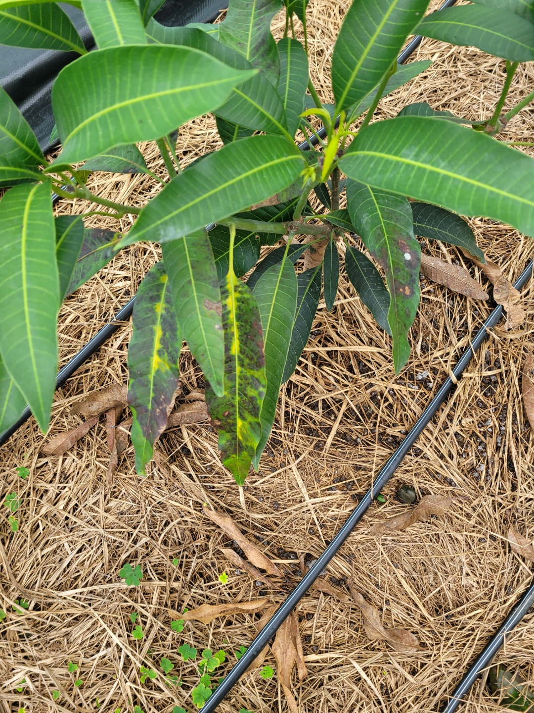 애플망고 잎 시듦