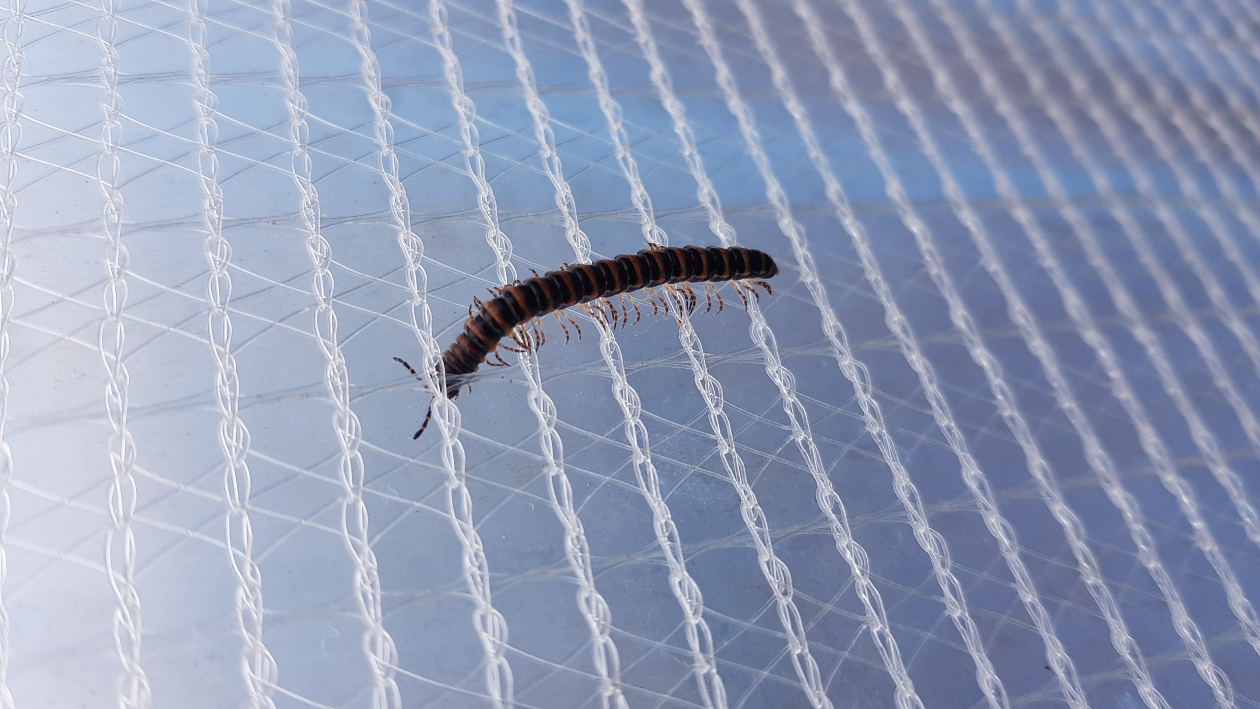 무슨벌레인가요?