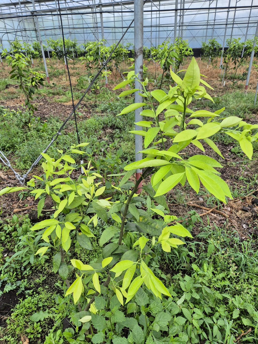 카라향 2년생 묘목 관련