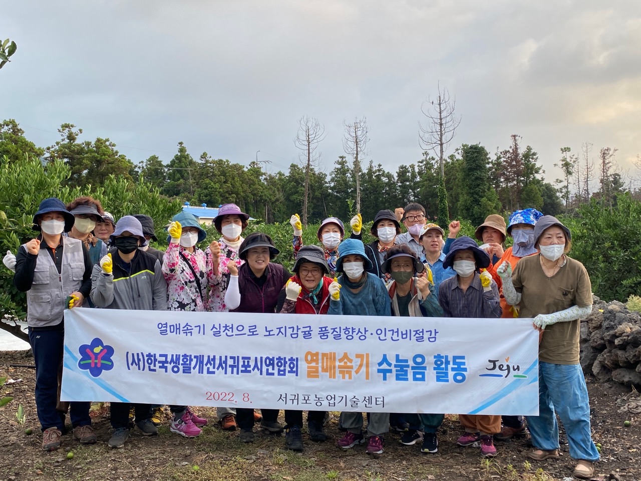  고품질감귤 안정생산을 위한 생활개선회원 열매솎기 수눌음 지도