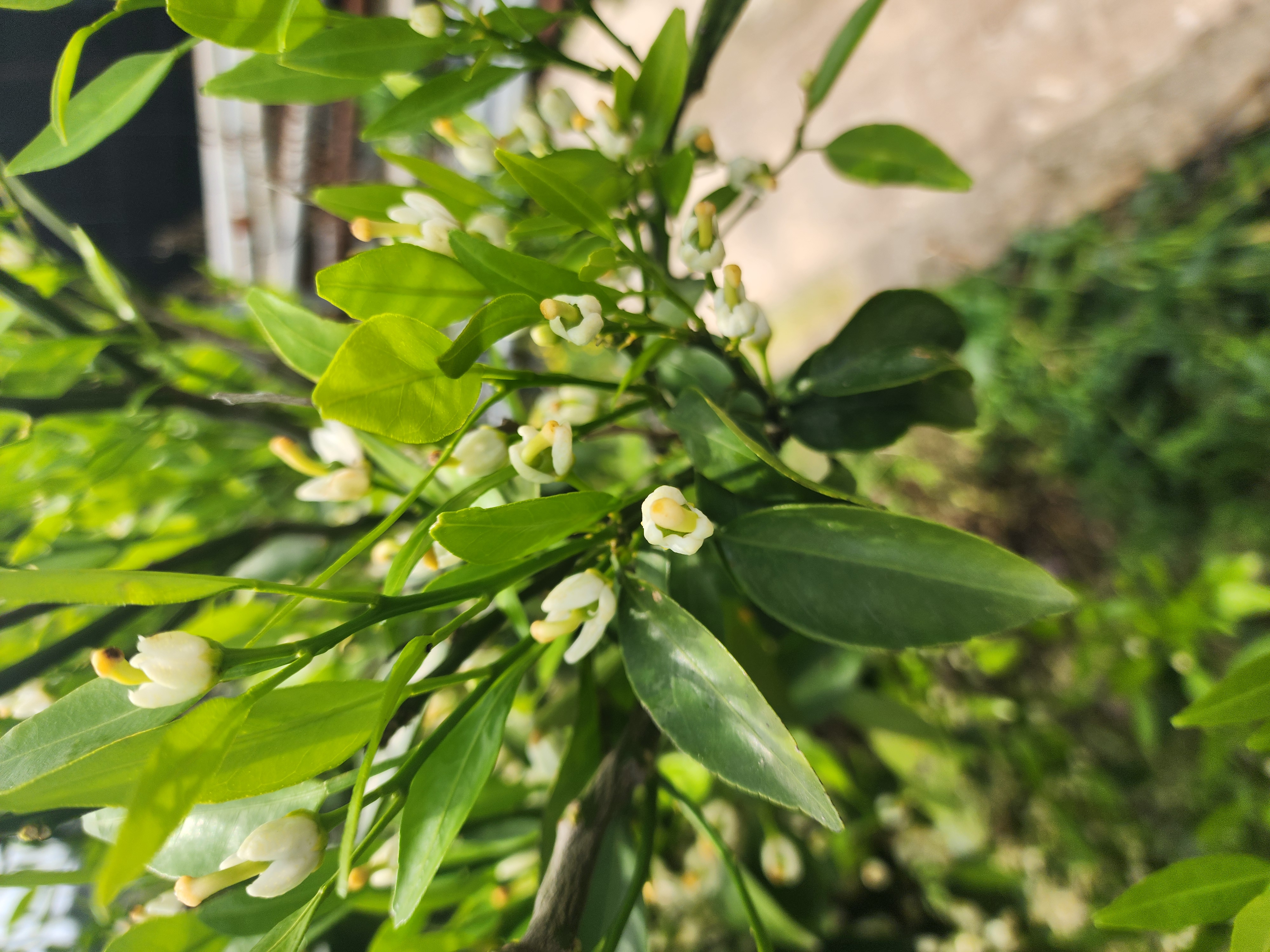 귤나무 품종 문의