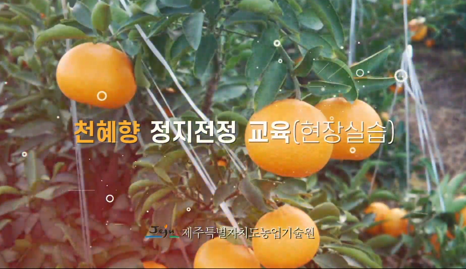 천혜향 정지전정 교육