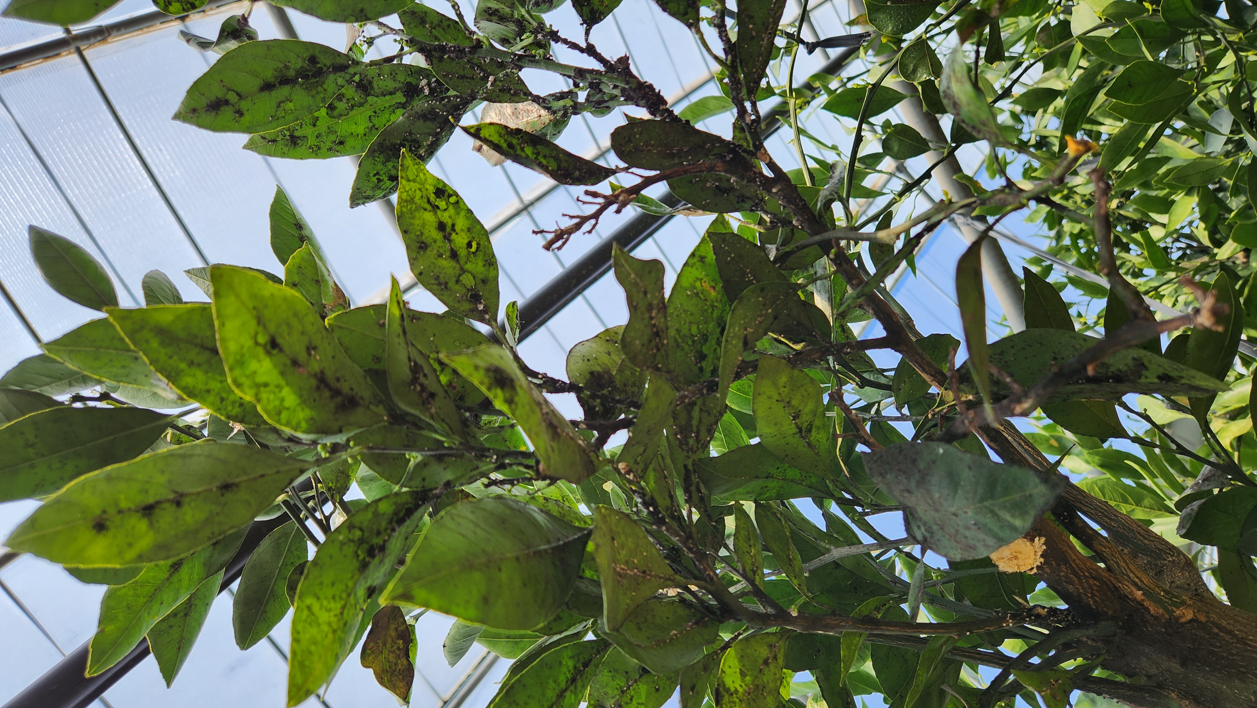 농약살포시기 및 횟수 등등