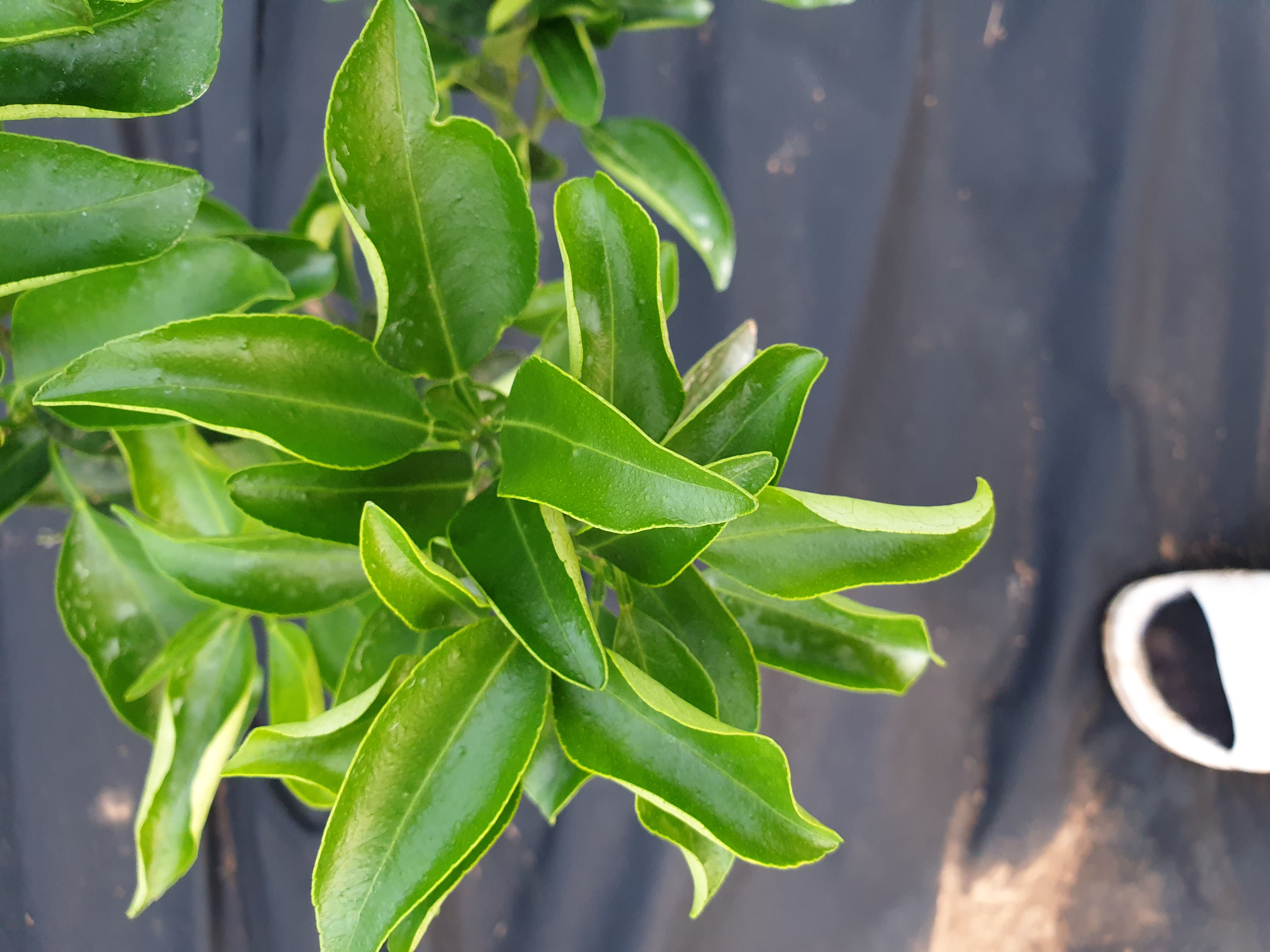천혜향 잎의 말림과 기형