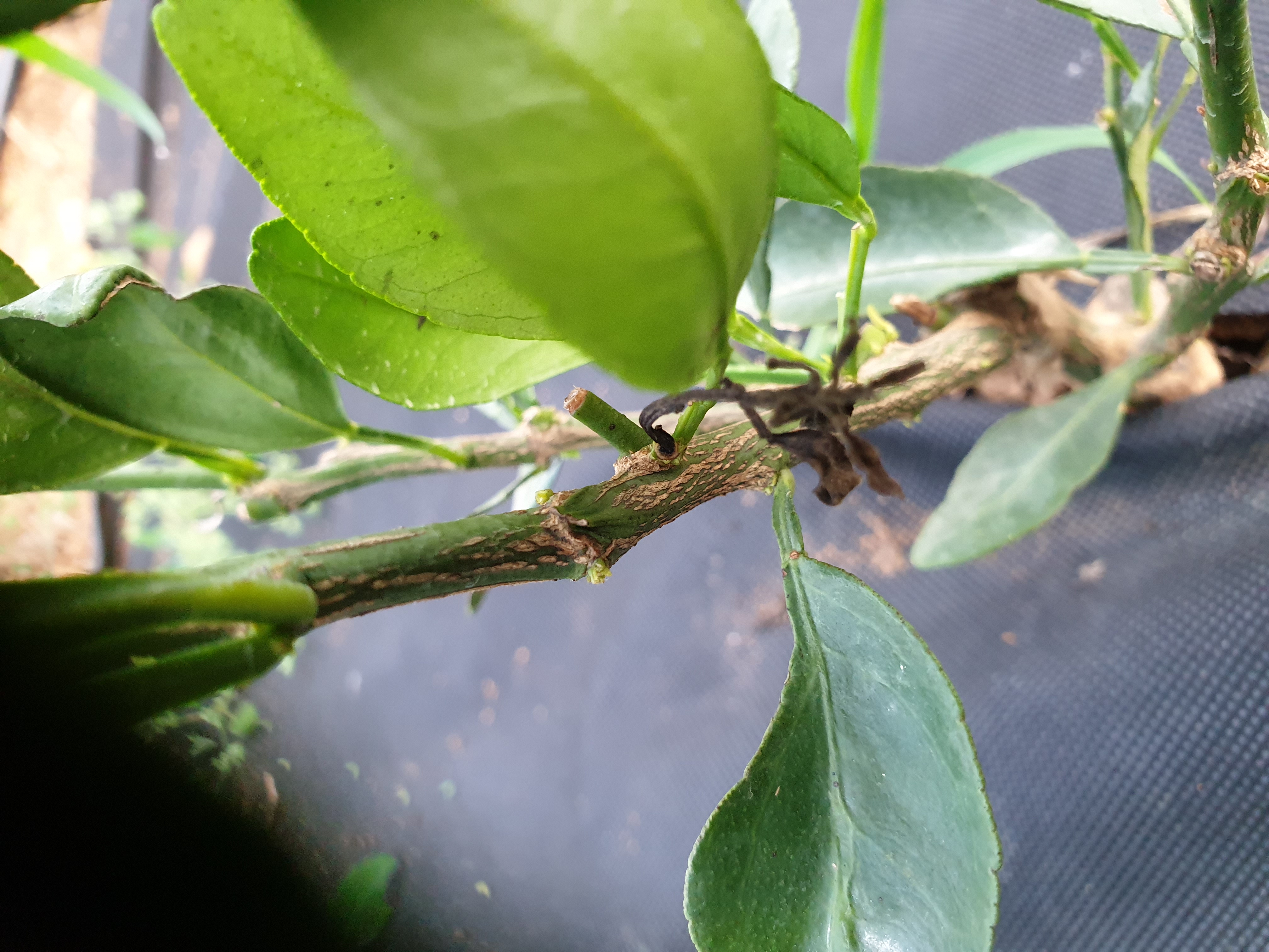 레드향 잎의 황변현상