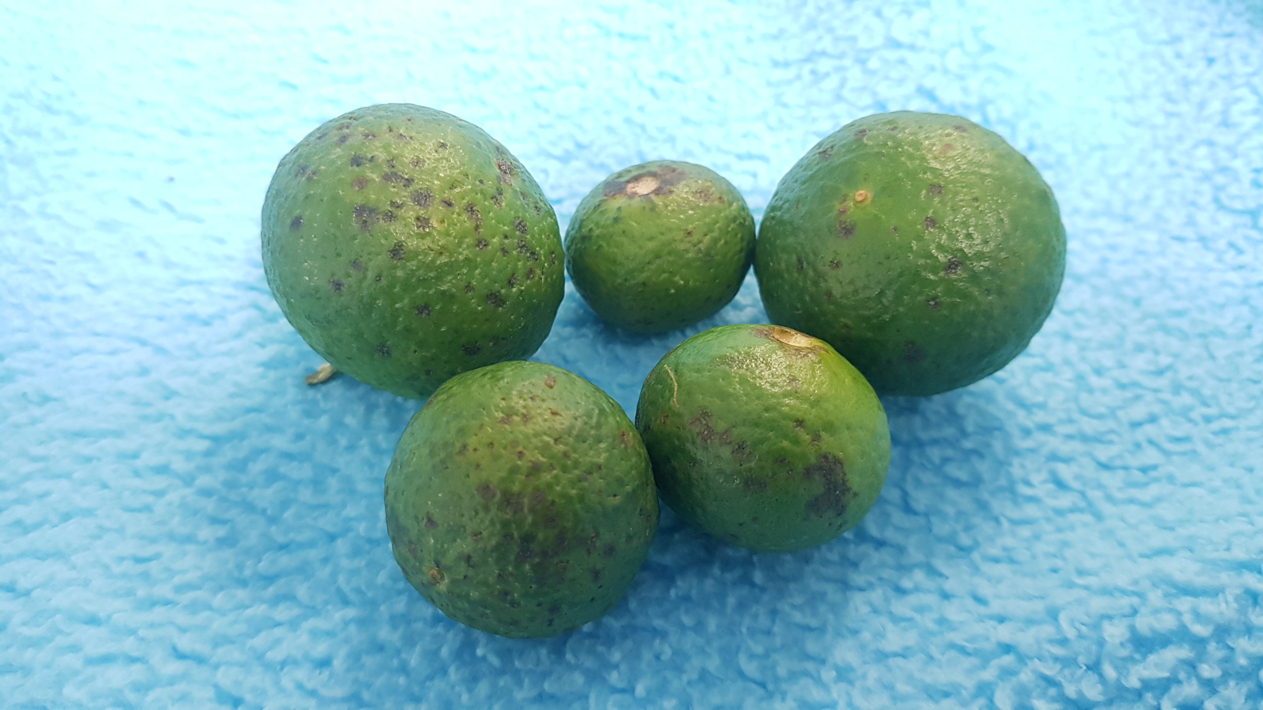 레드향과실 원인과 대책은?