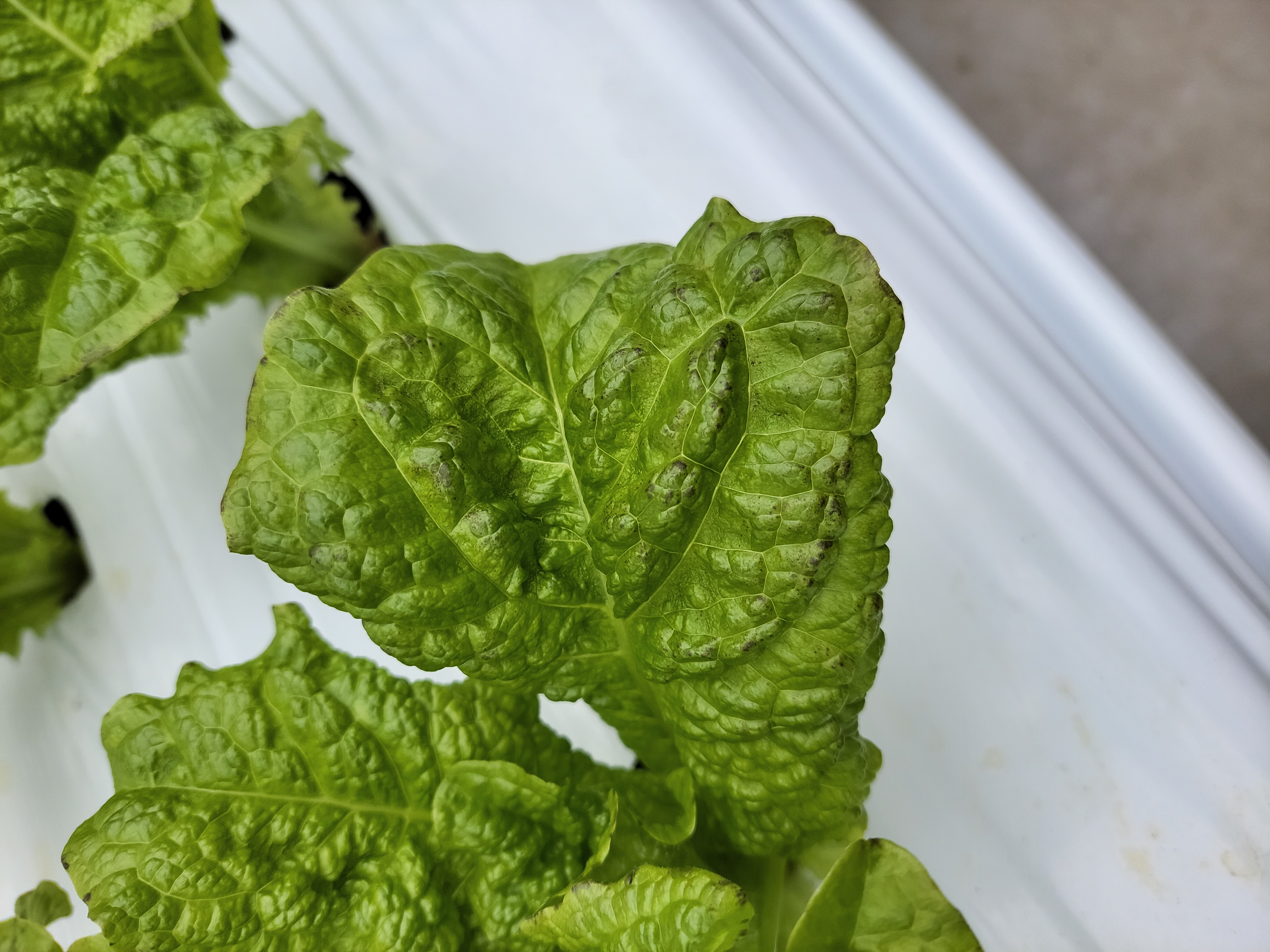 상추잎 이상증세에 대해서 문의드립니다