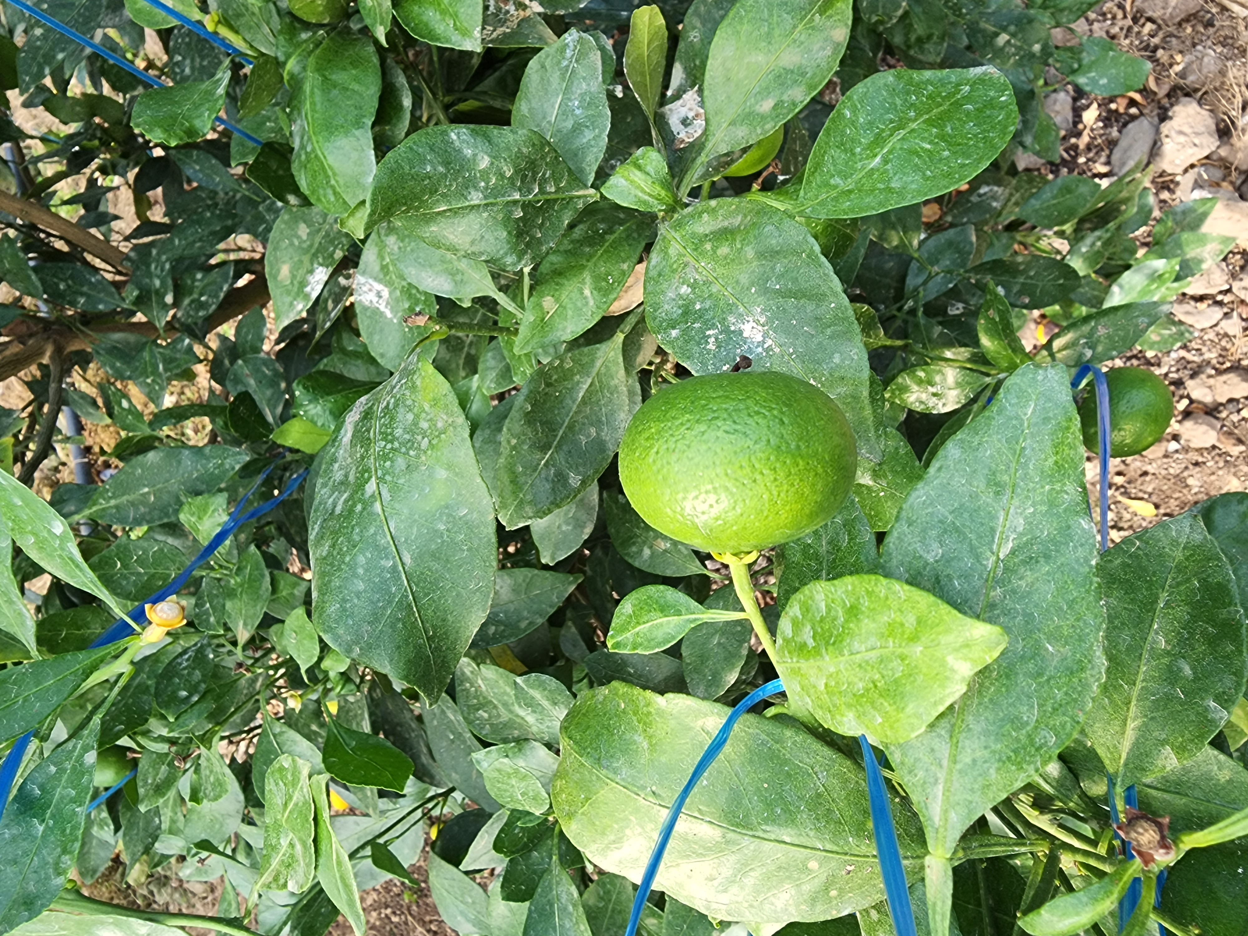 레드향 열매문의