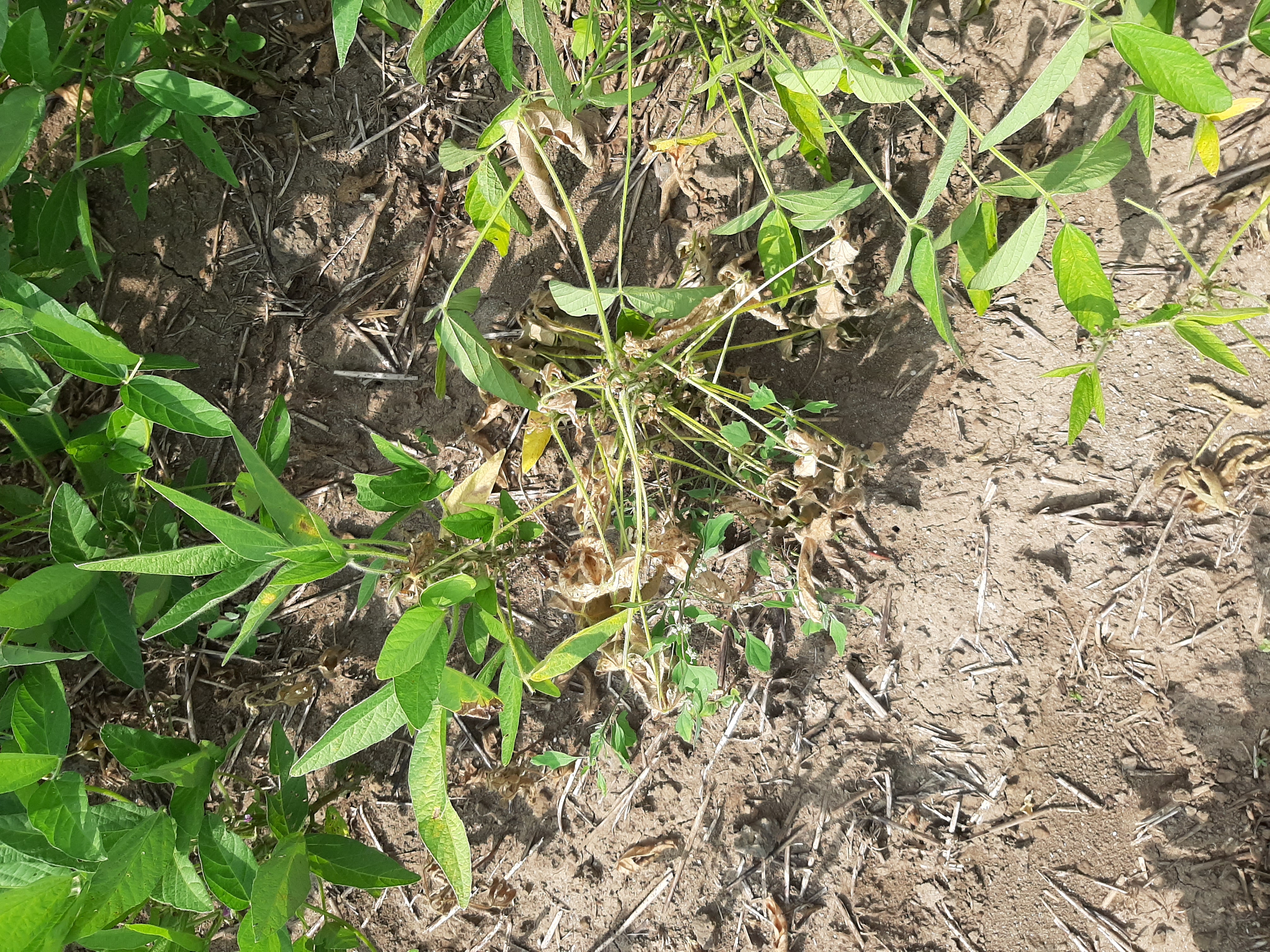 콩 병충해 진단 및 처방 요청