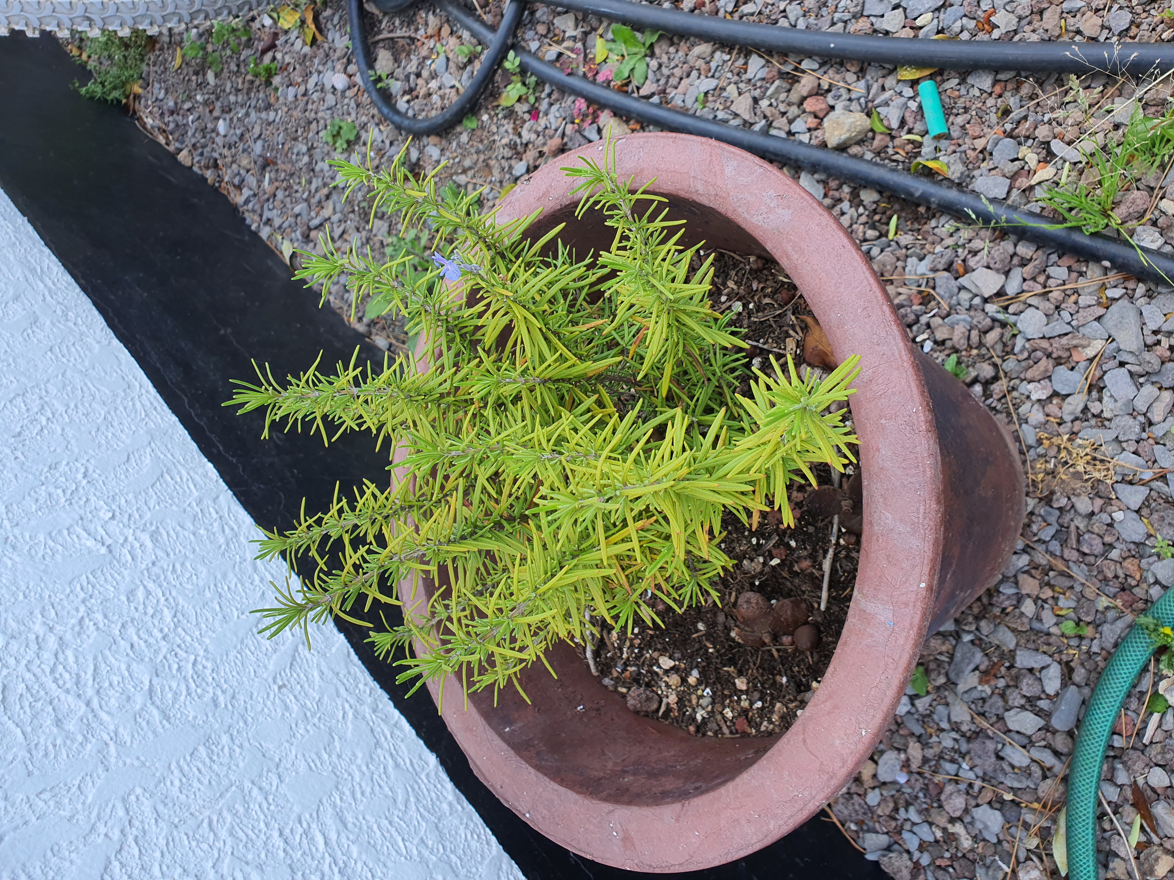 로즈마리 잎색깔 변화