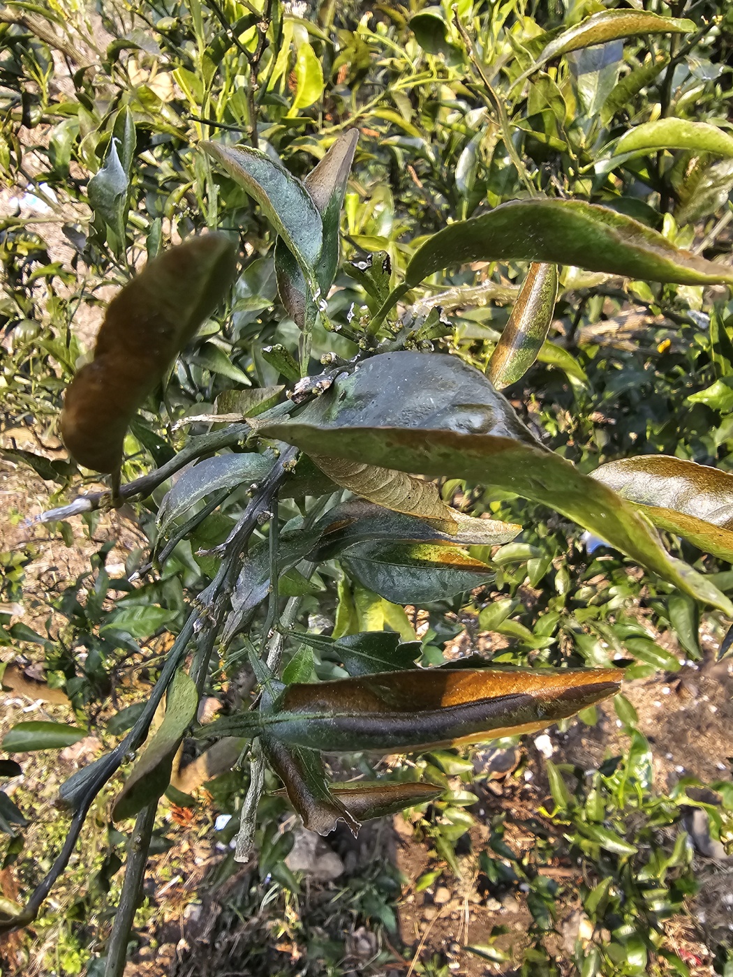 노지한라봉 잎에 검은반점(첨부사진참조)같은것이 생겨 어떤조치를 하여야 하는지 문의드립니다