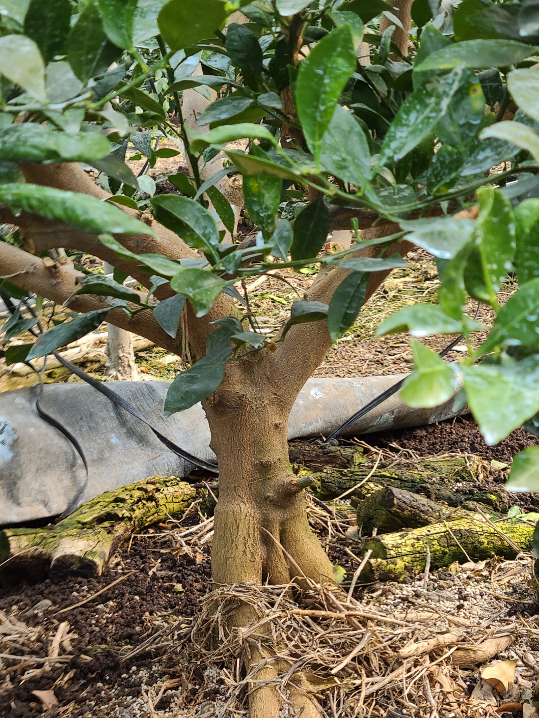 한라봉 8년생나무