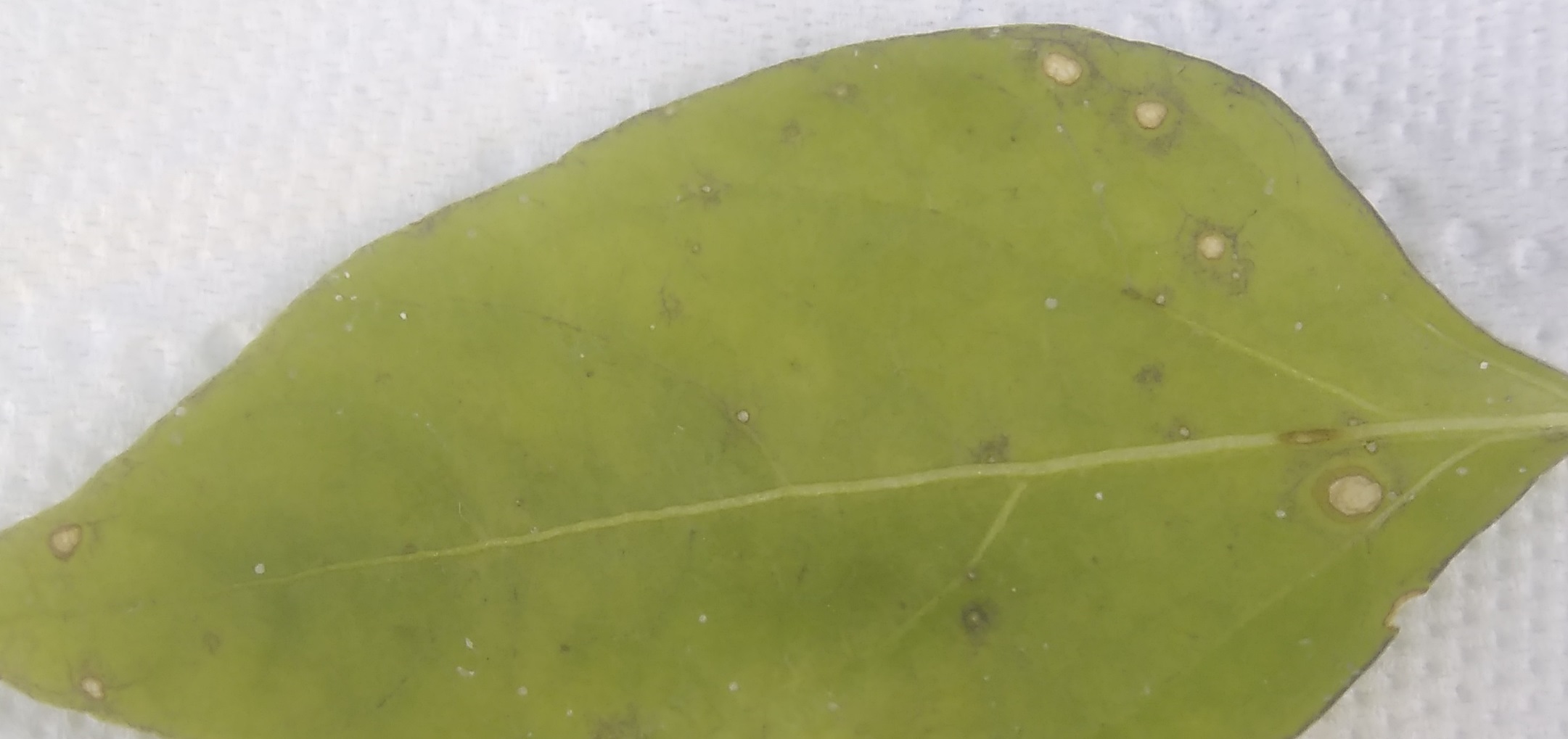 고추잎이 어떠한 병에 걸린걸까요?