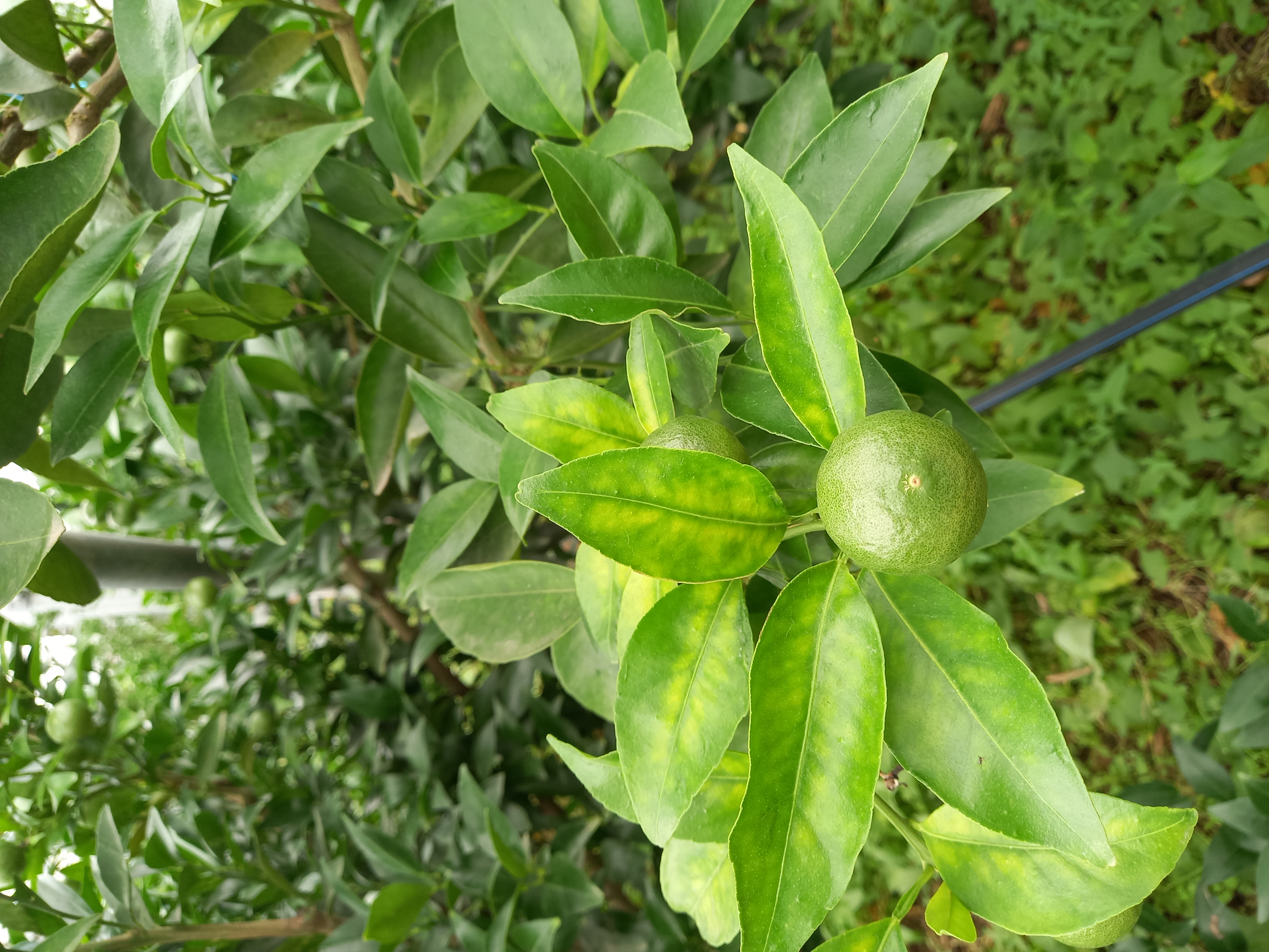 천혜향 잎 이상증상