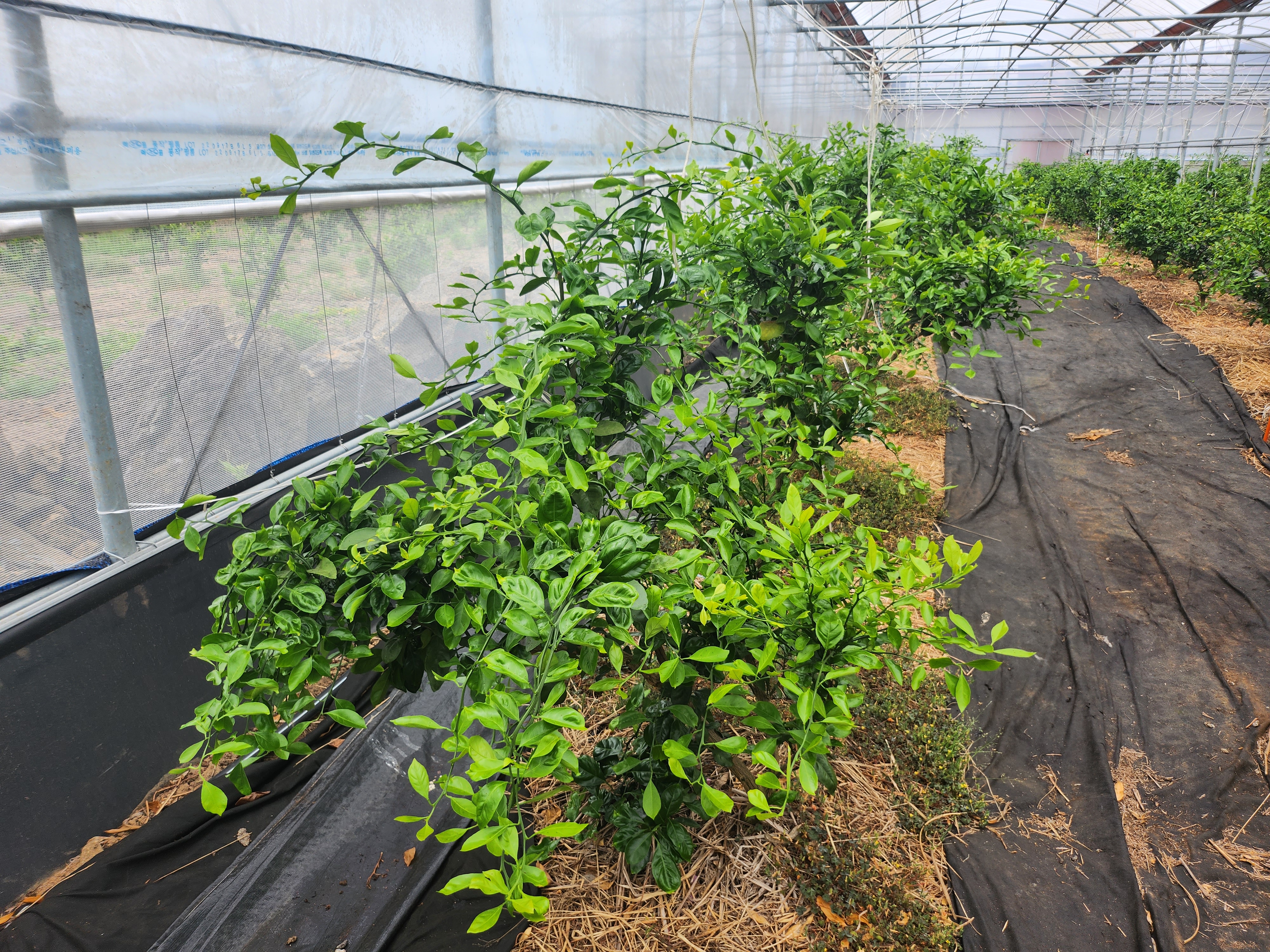유라조생 봄순 생리 장애 문의