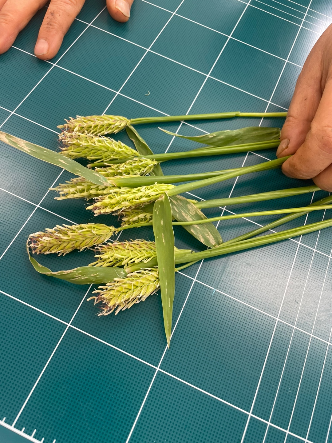 맥주보리 관련 문의드립니다.