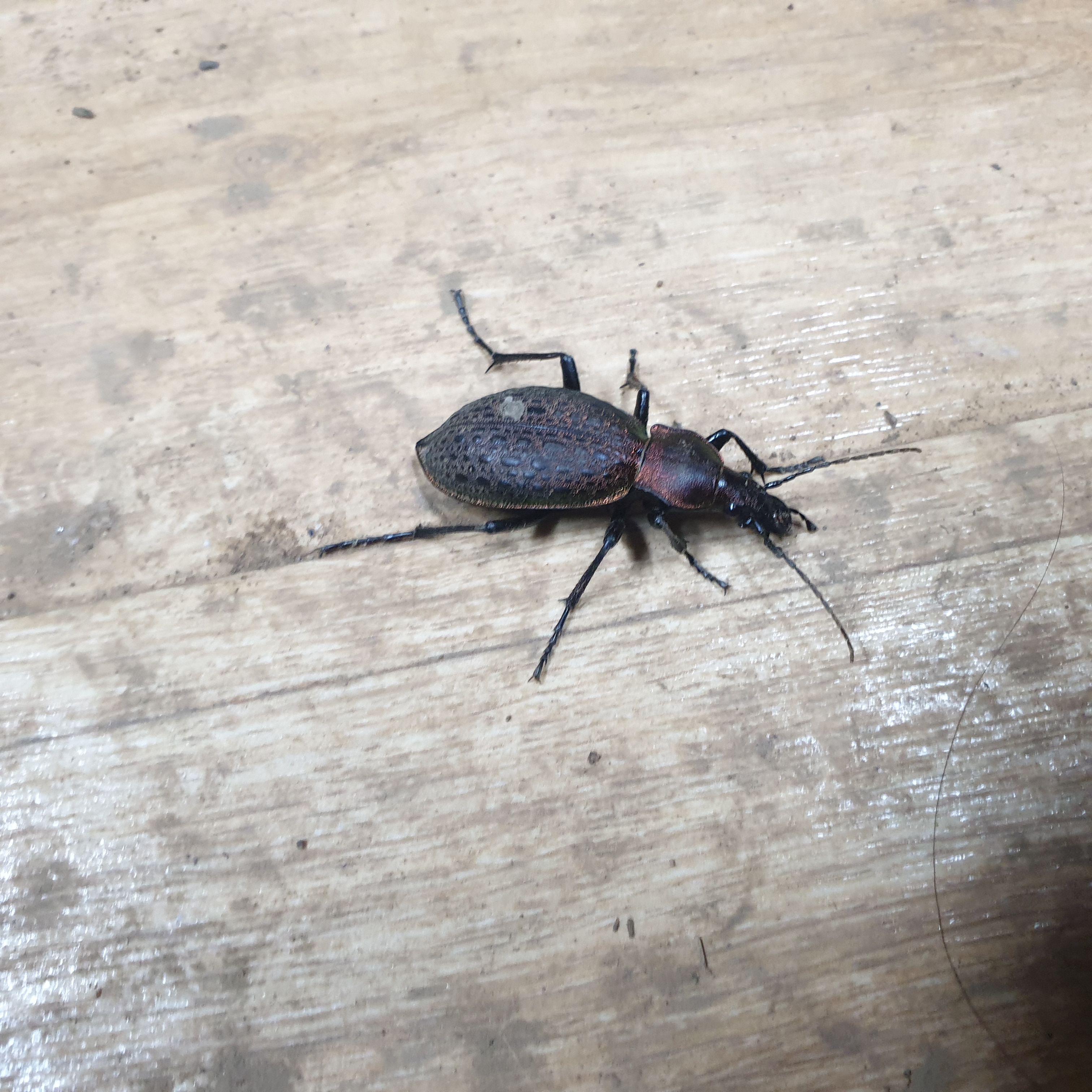 시설하우스 벌레