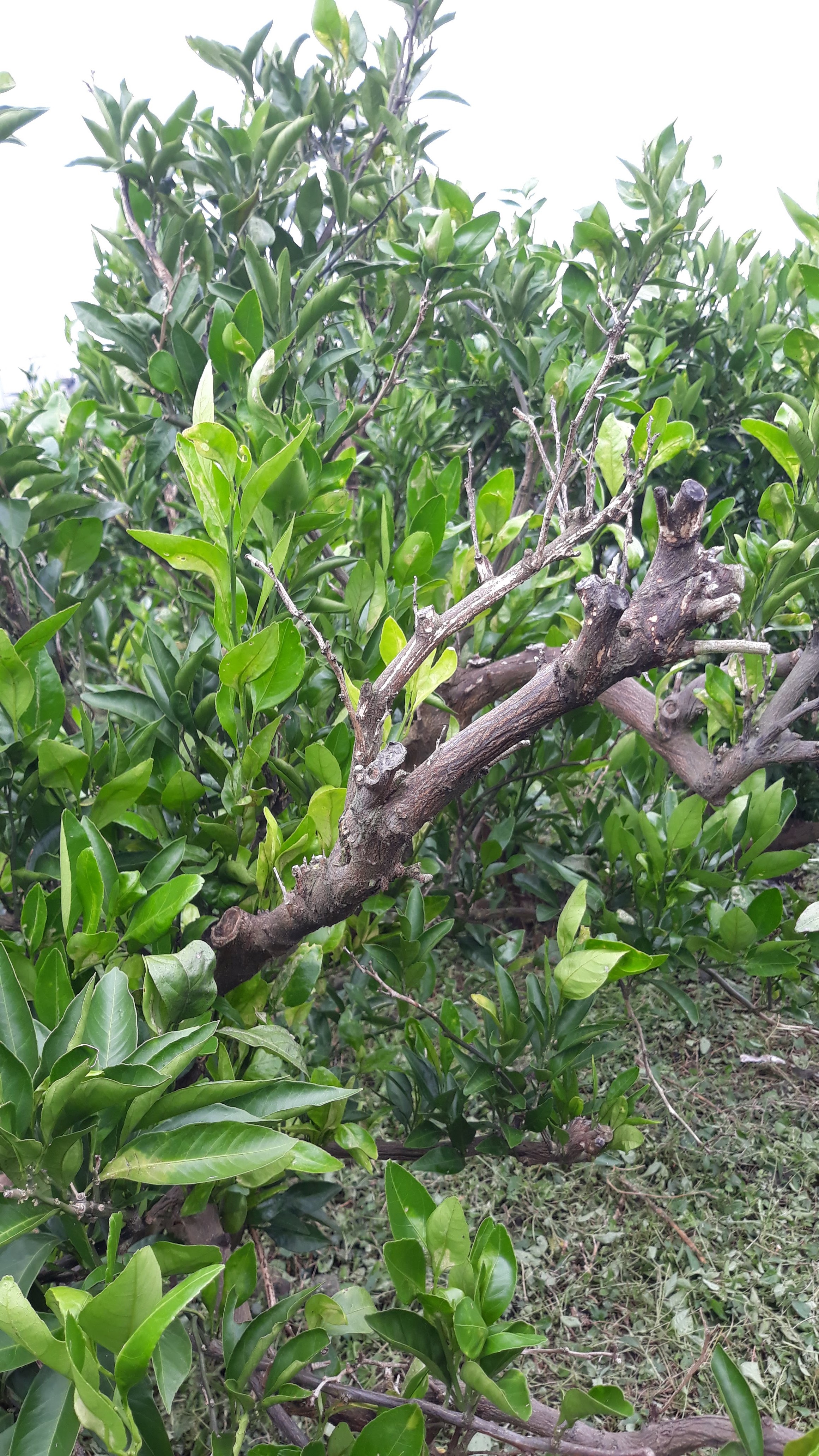 귤나무가 자꾸 죽어갑니다.