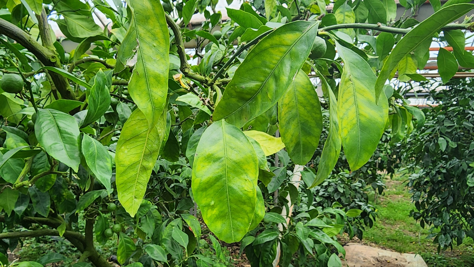 비가림하우스 귤 잎 상태 확인부탁드립니다.