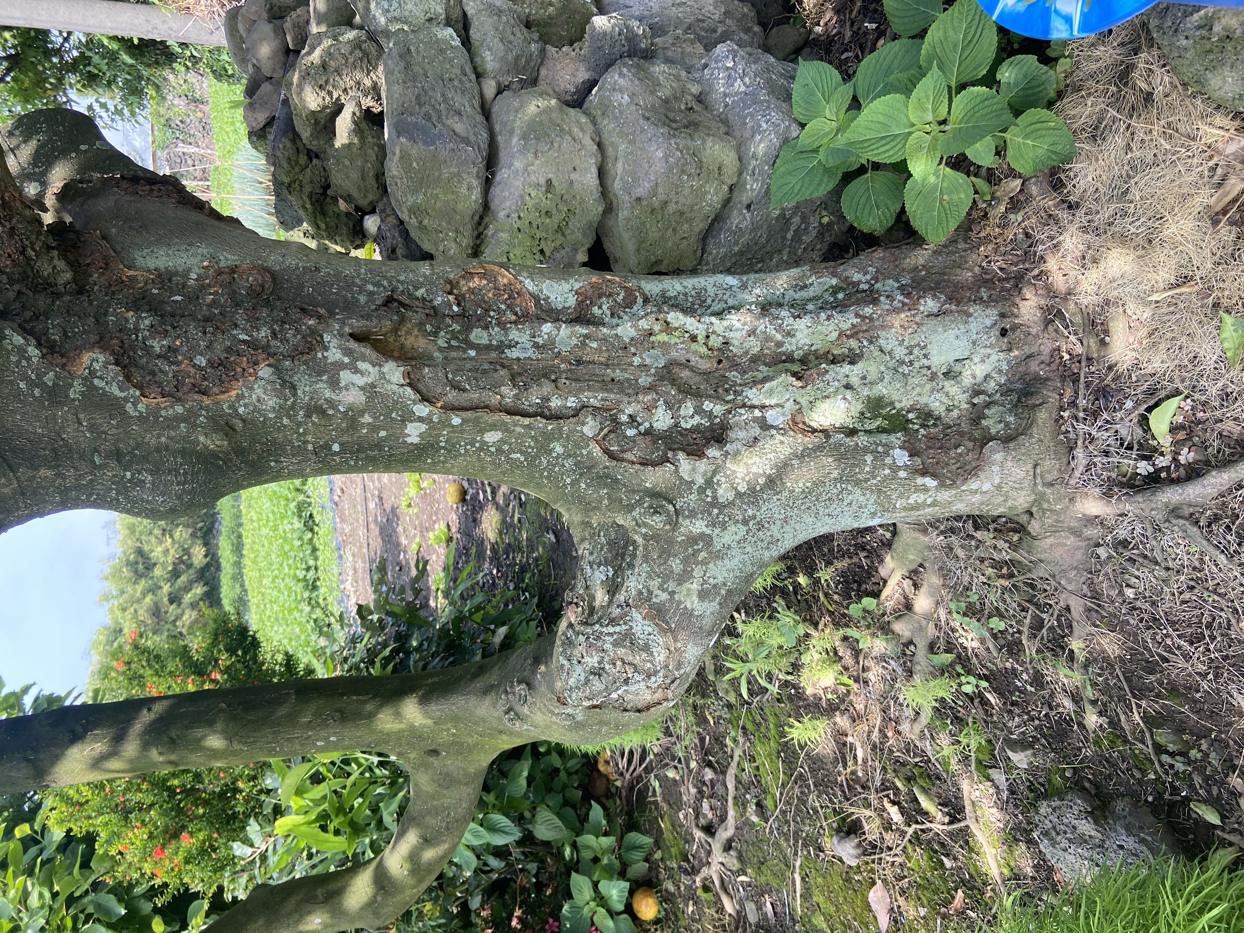 하귤나무 밑둥에 생긴 병에 대한 치료 방법?