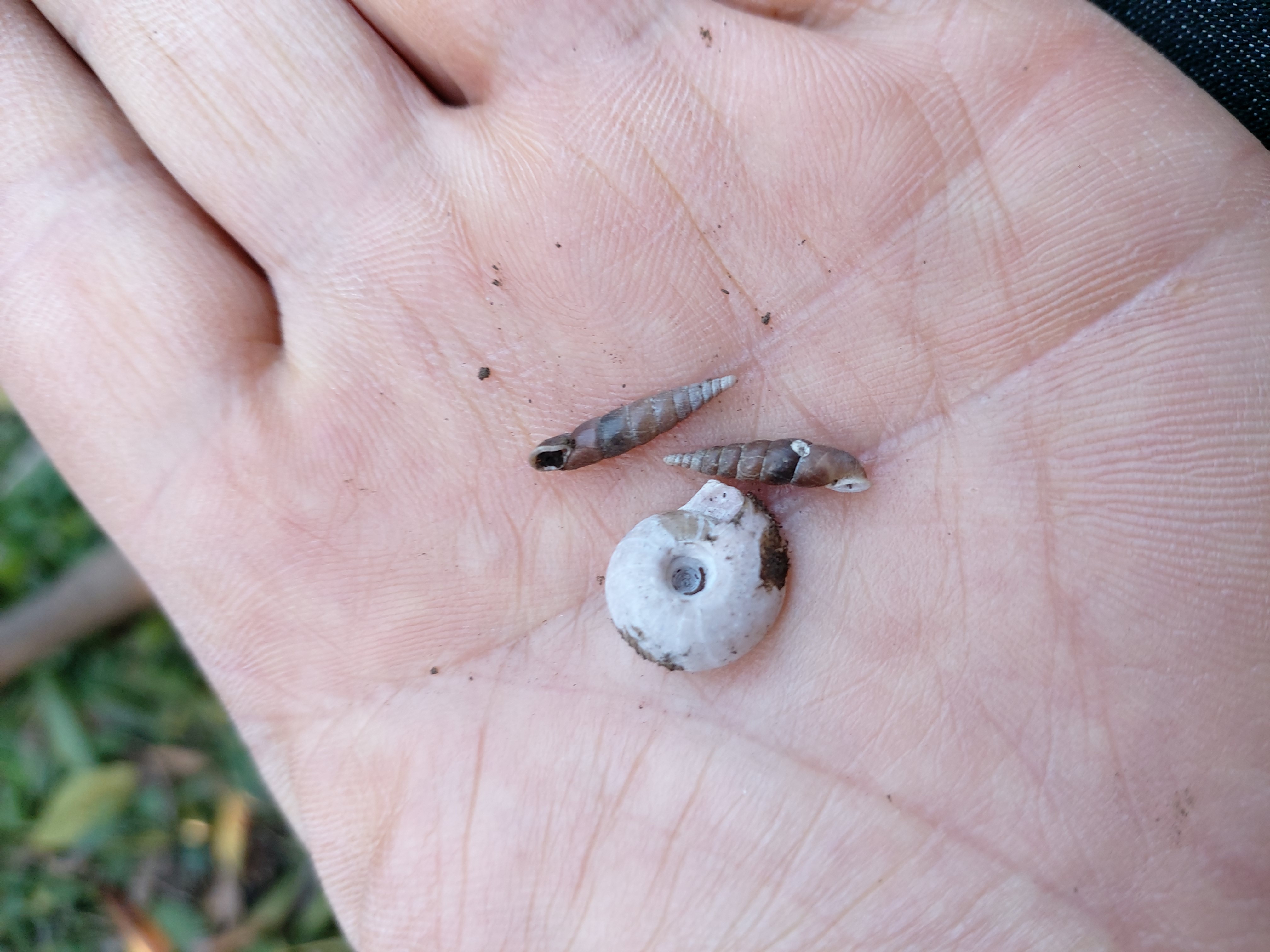 귤밭에 고동이 깔려있습니다