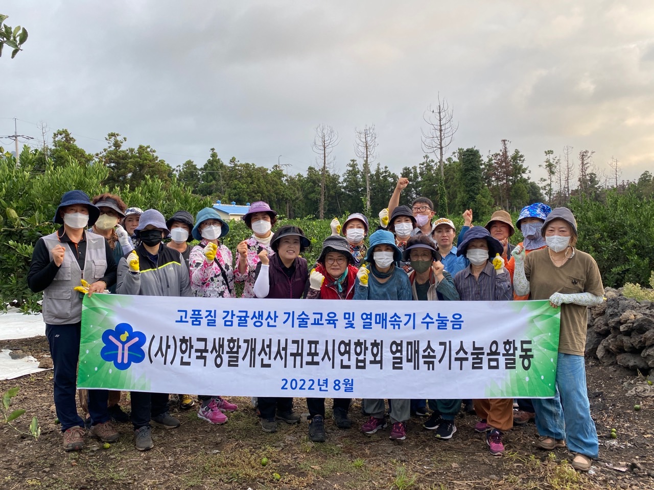  고품질감귤 안정생산을 위한 생활개선회원 열매솎기 수눌음 지도