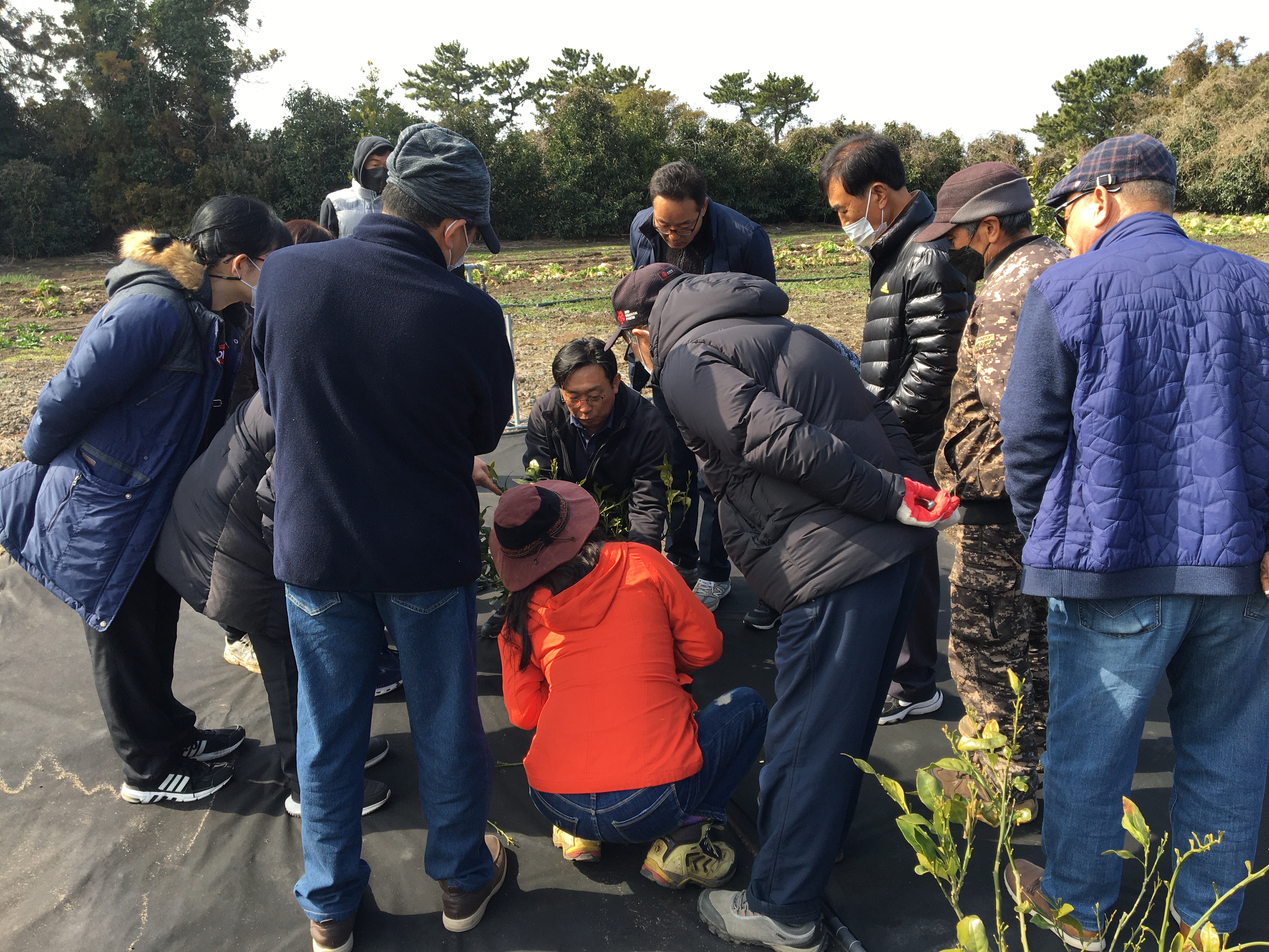 2023년 노지감귤 정지·전정교육