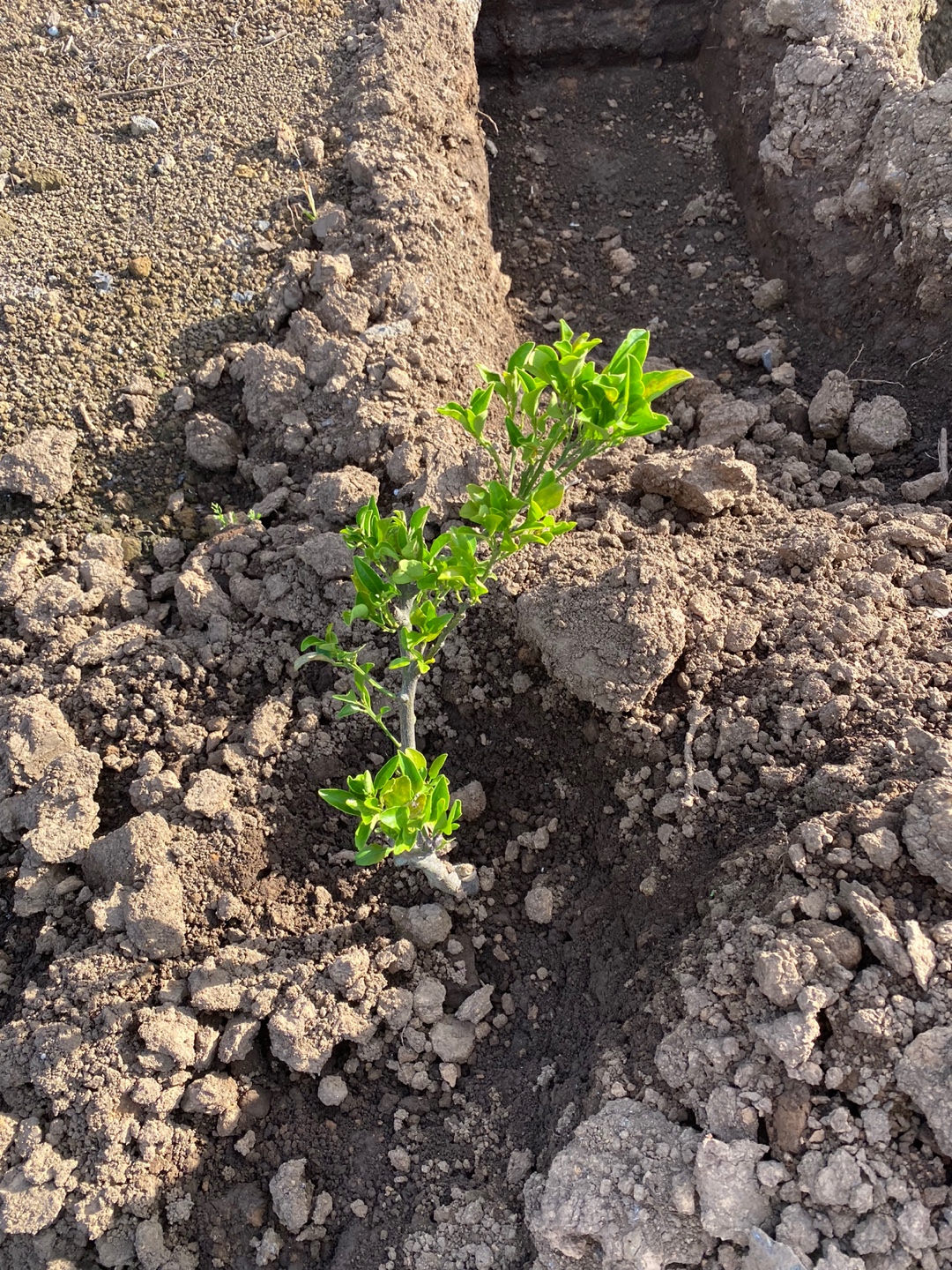 천혜향 나뭇잎 크기가 그루마다 다른데...