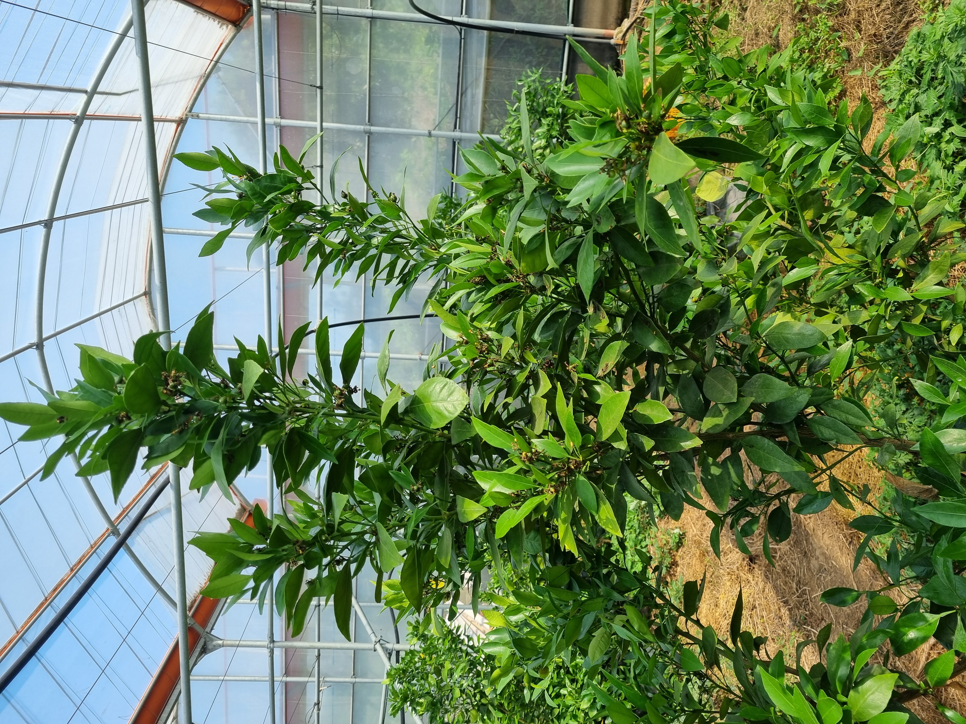 레드향 열매 솎기