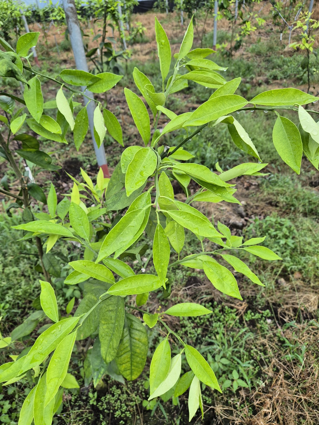 카라향 2년생 묘목 관련