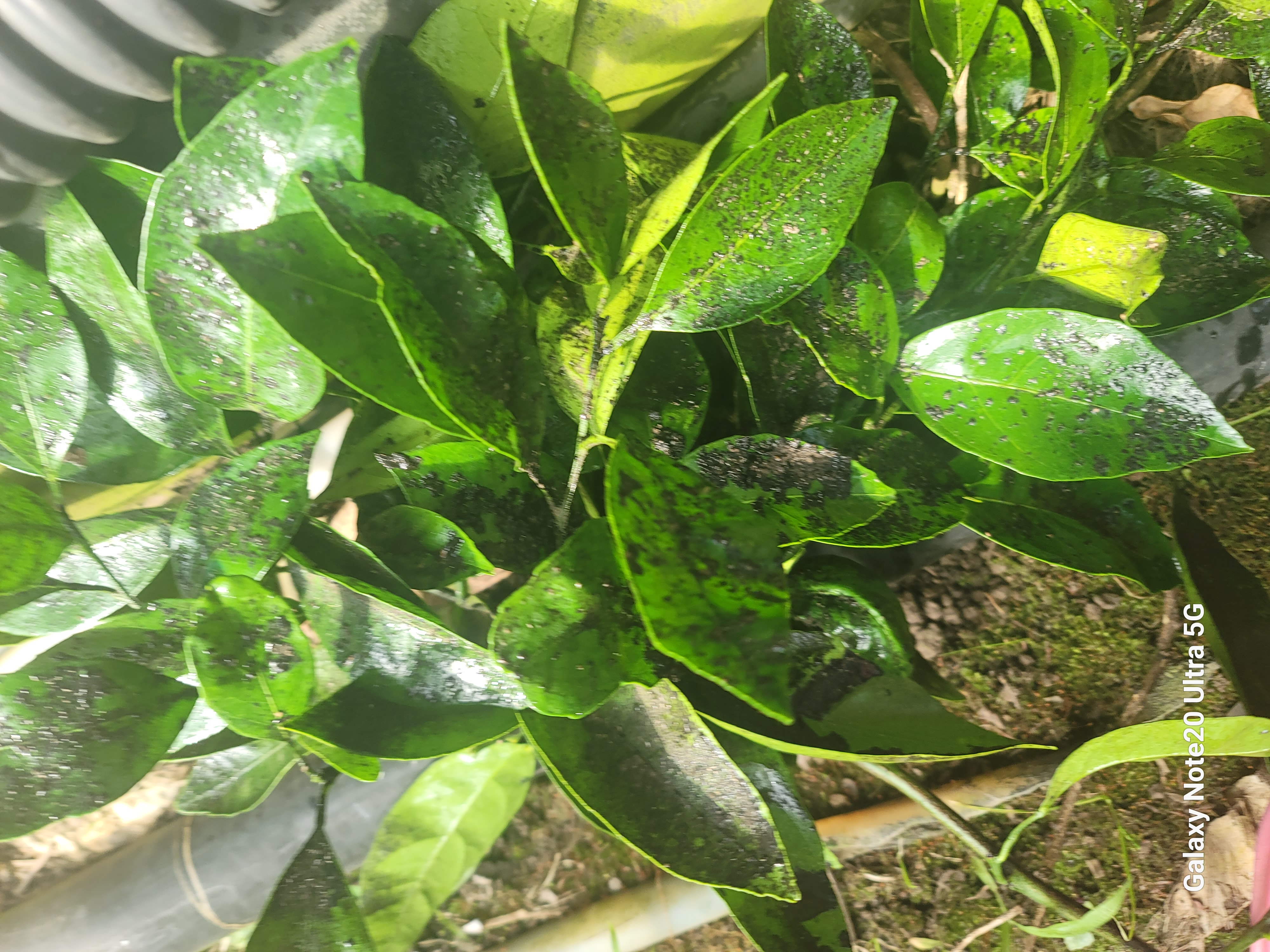 비가림 감귤 문의 드립니다.