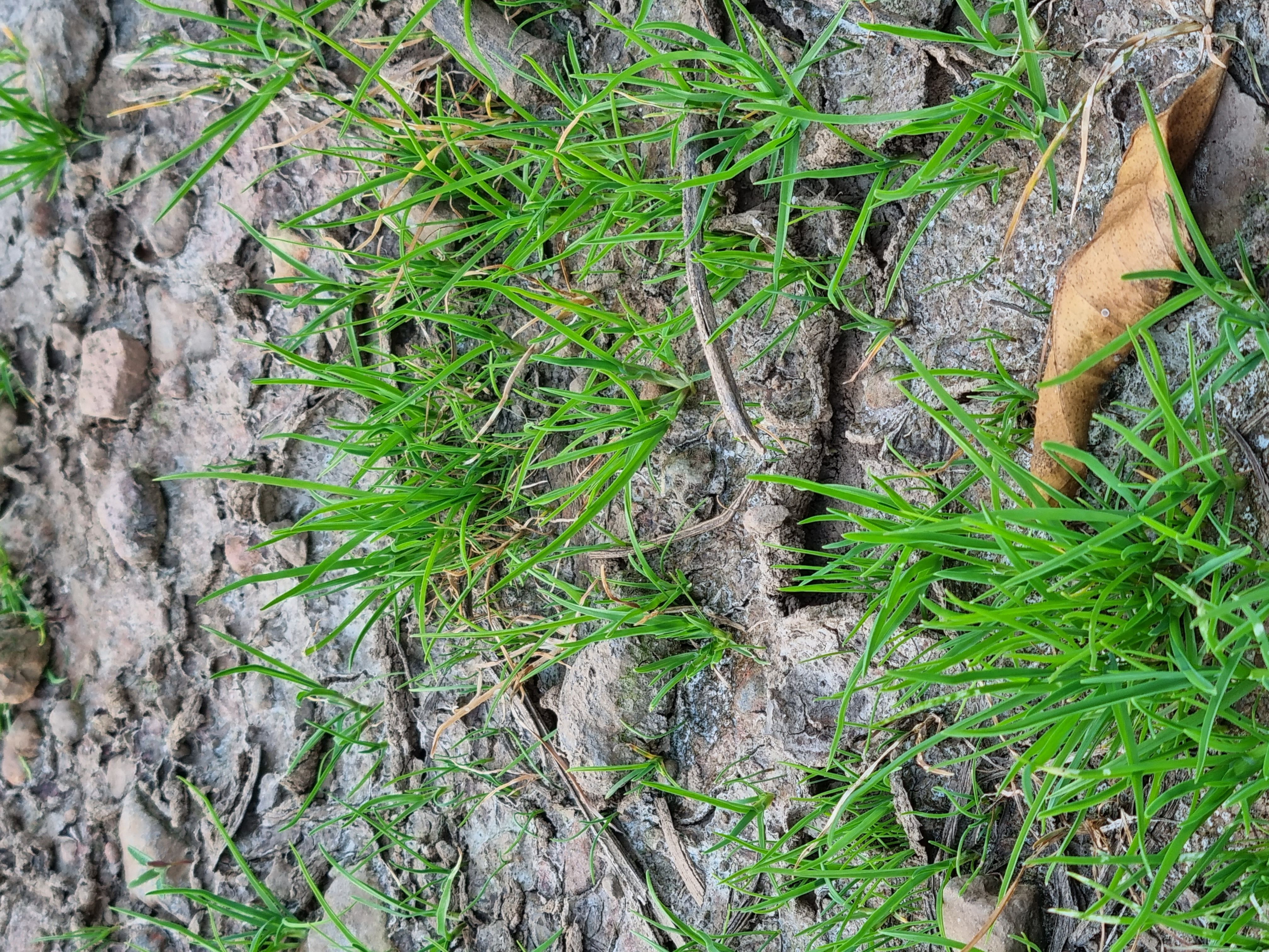 잡초 이름과 제거을 위한 제초제 추천