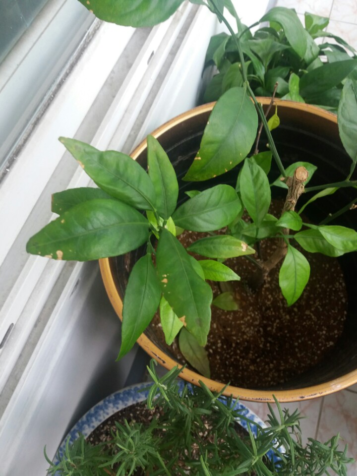 레드향 잎에 황색 반점이 생깁니다.