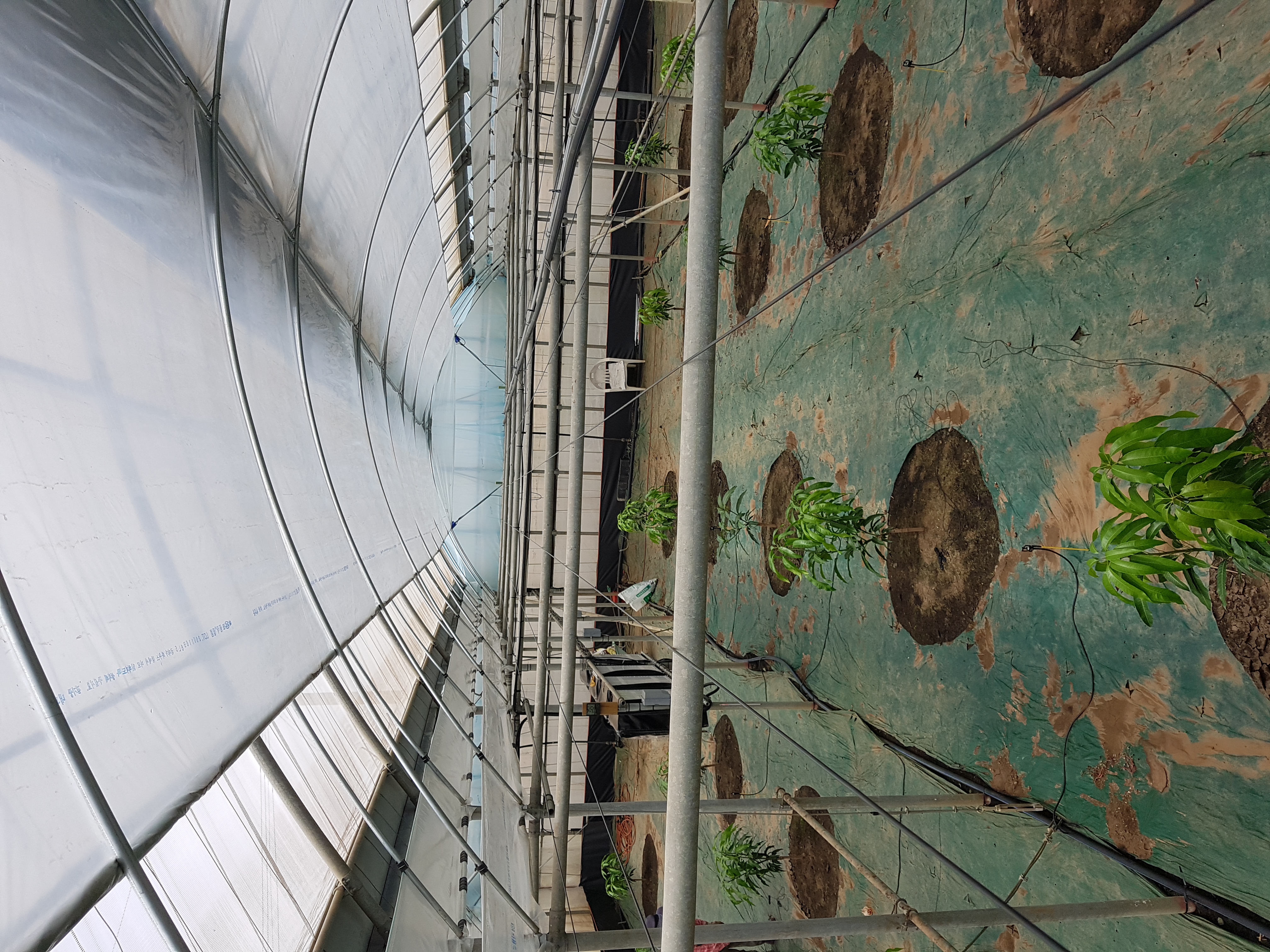 망고 하우스 잡초매트에 관해서