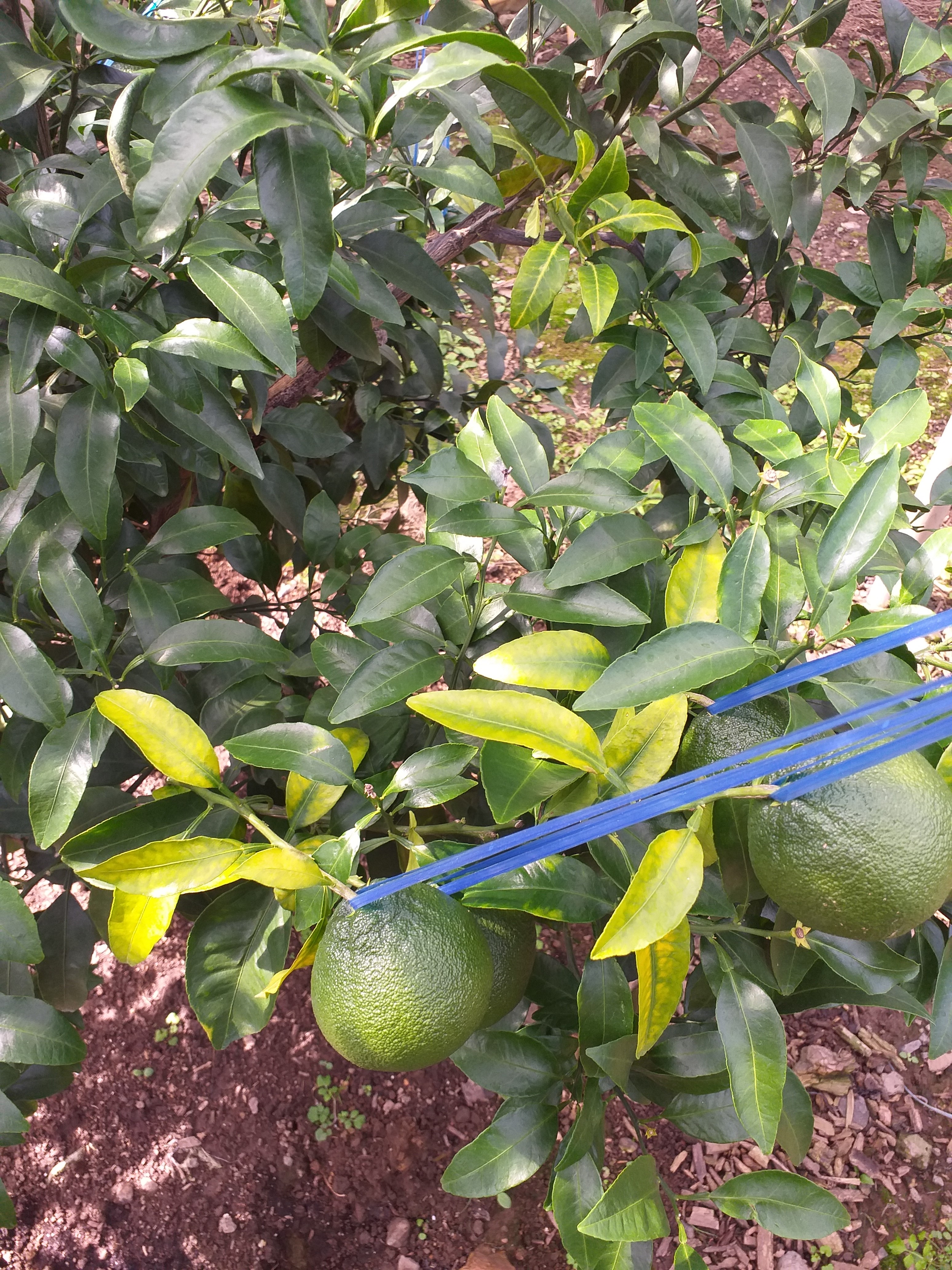 한라봉 잎입니다