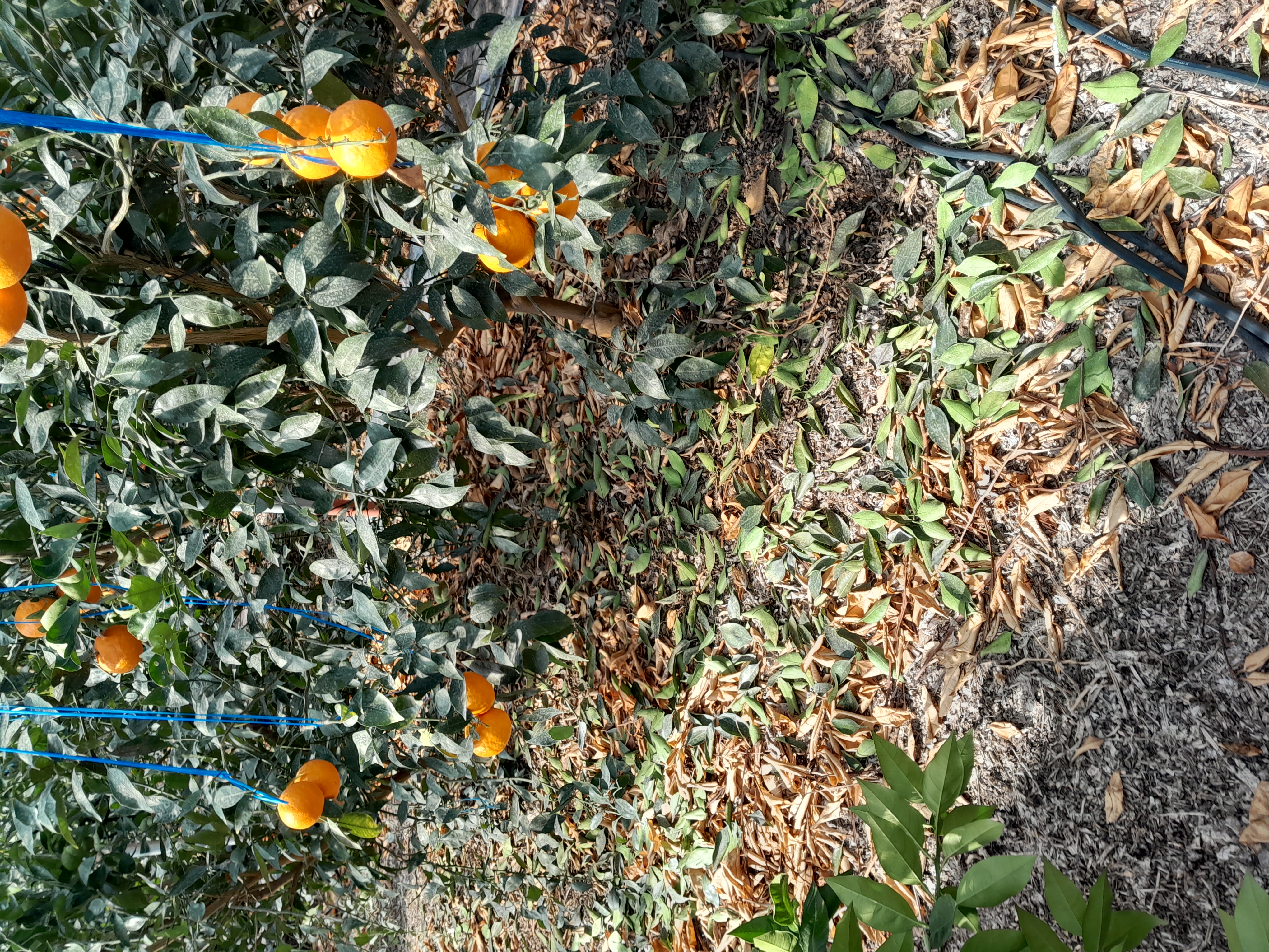 하우스 수라향인데 2월15일전후 일주일 사이에 하우스중간 아래쪽으로만 낙엽이 심하게 떨어진 원인과 열매 생성에 문제가 없는지 그리고 어떻게 관리를 해야 하는지 알고 싶습니다