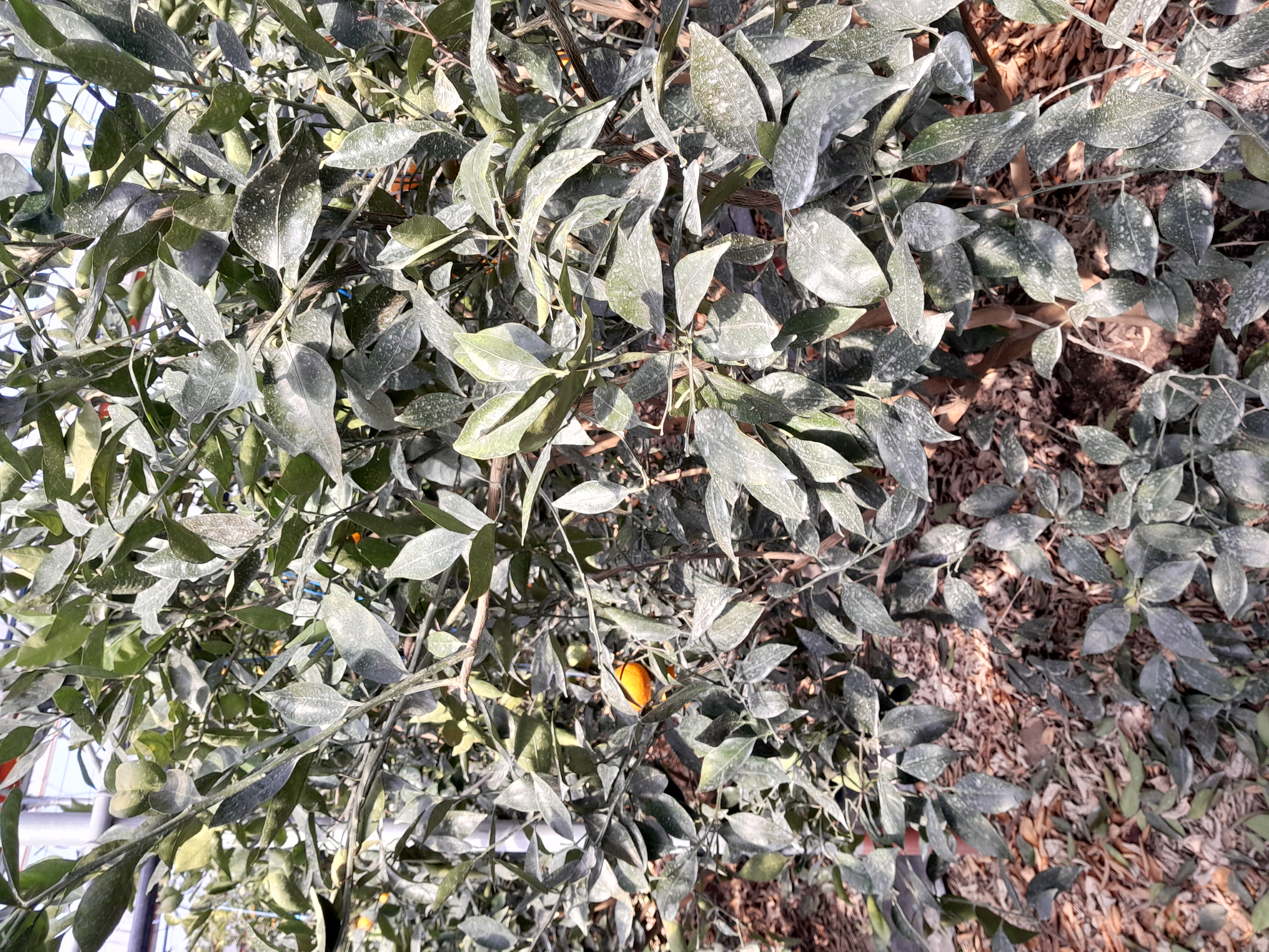 하우스 수라향인데 2월15일전후 일주일 사이에 하우스중간 아래쪽으로만 낙엽이 심하게 떨어진 원인과 열매 생성에 문제가 없는지 그리고 어떻게 관리를 해야 하는지 알고 싶습니다