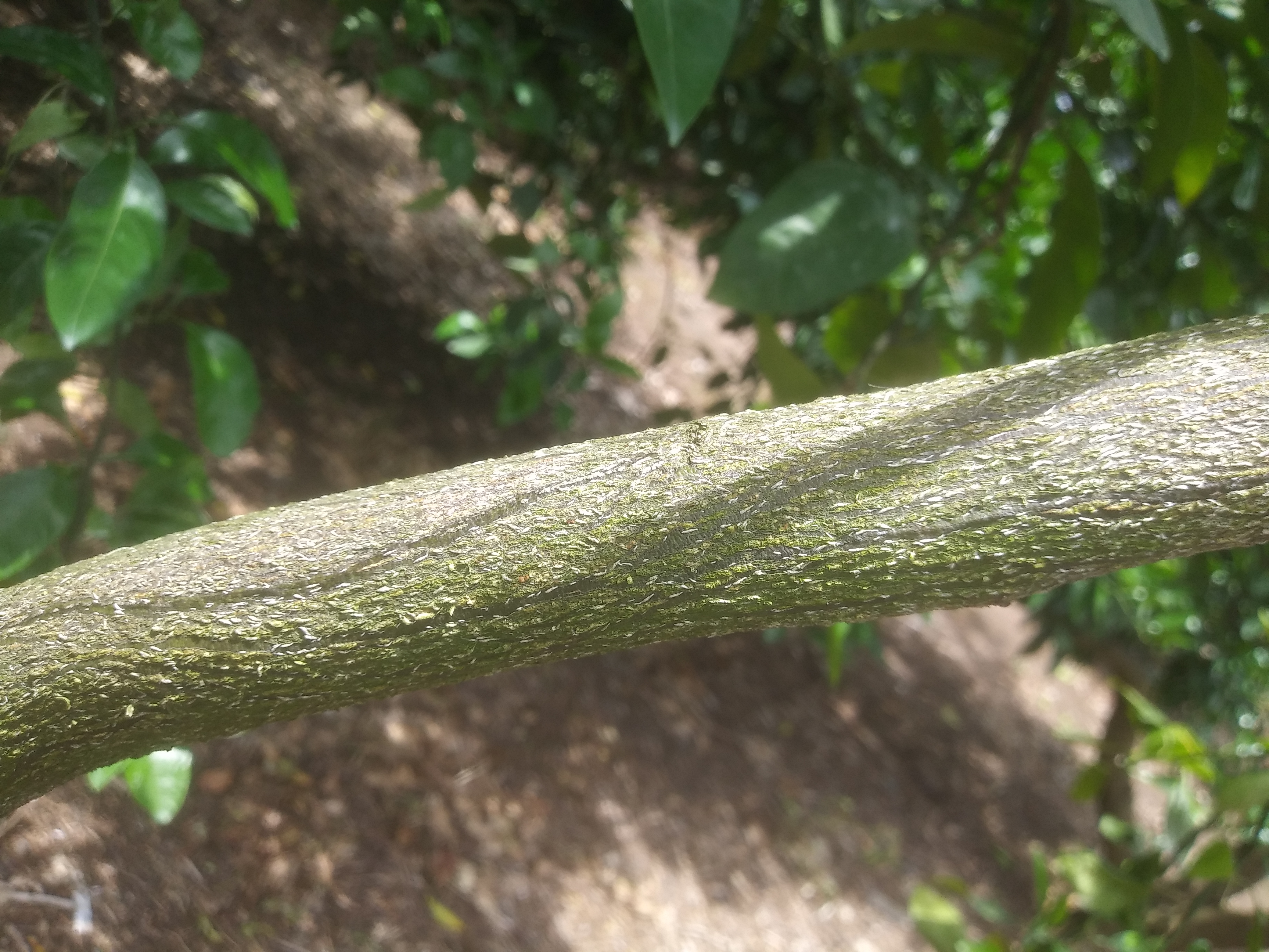 병충해와 관련하여 문의합니다