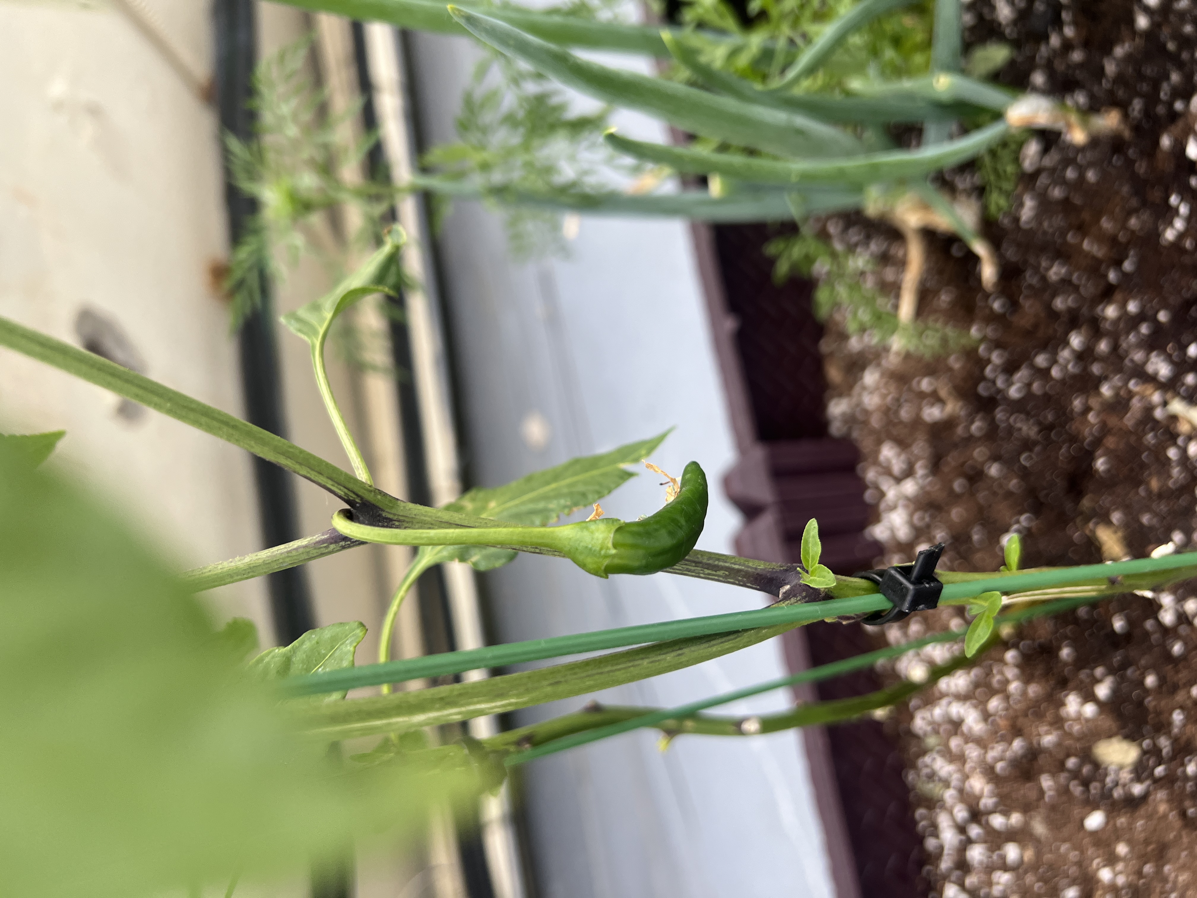 고추 무슨병, 무슨벌레인지 궁금합니다