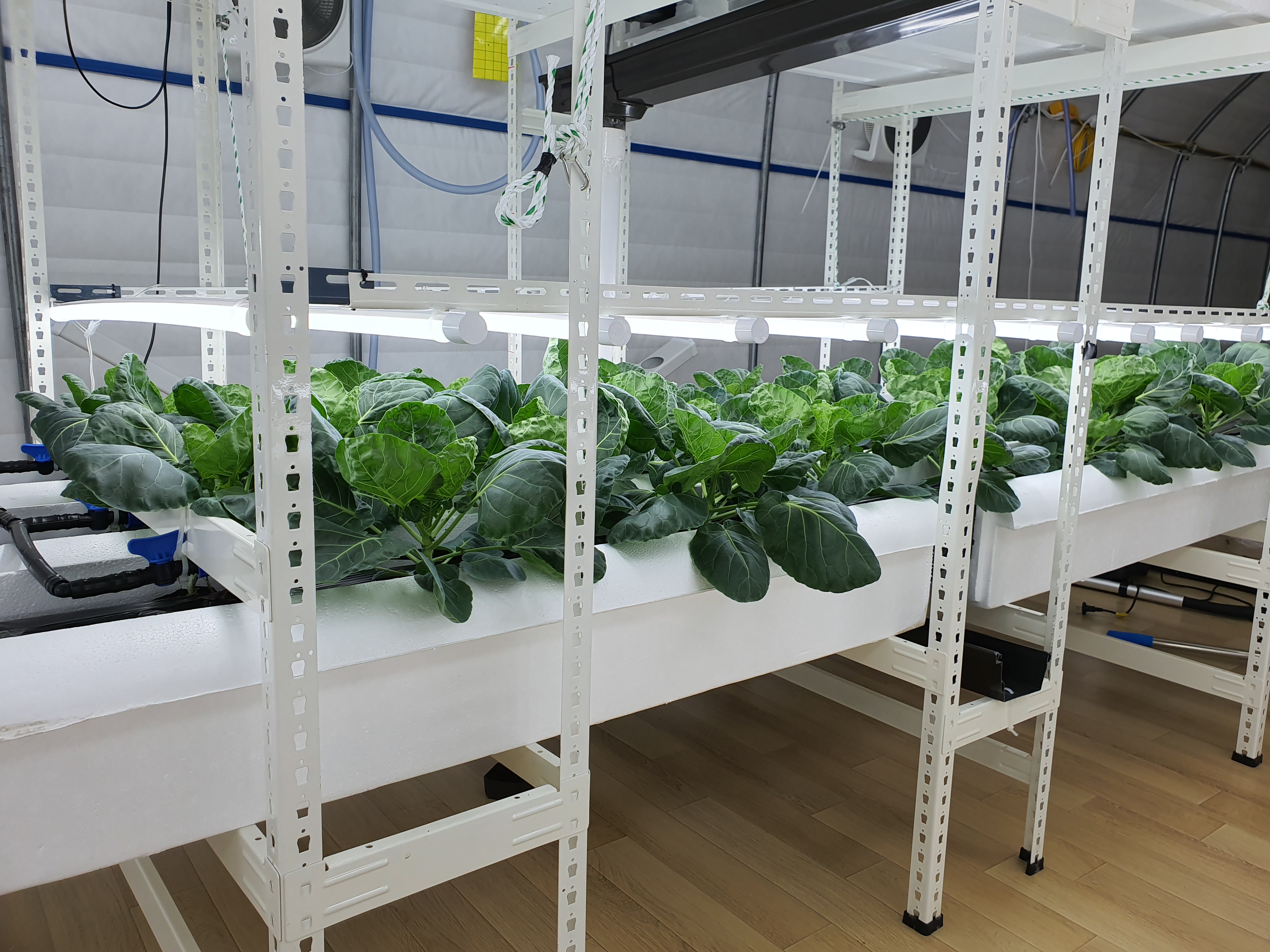 방울양배추 결구를 위한 노엽 제거?