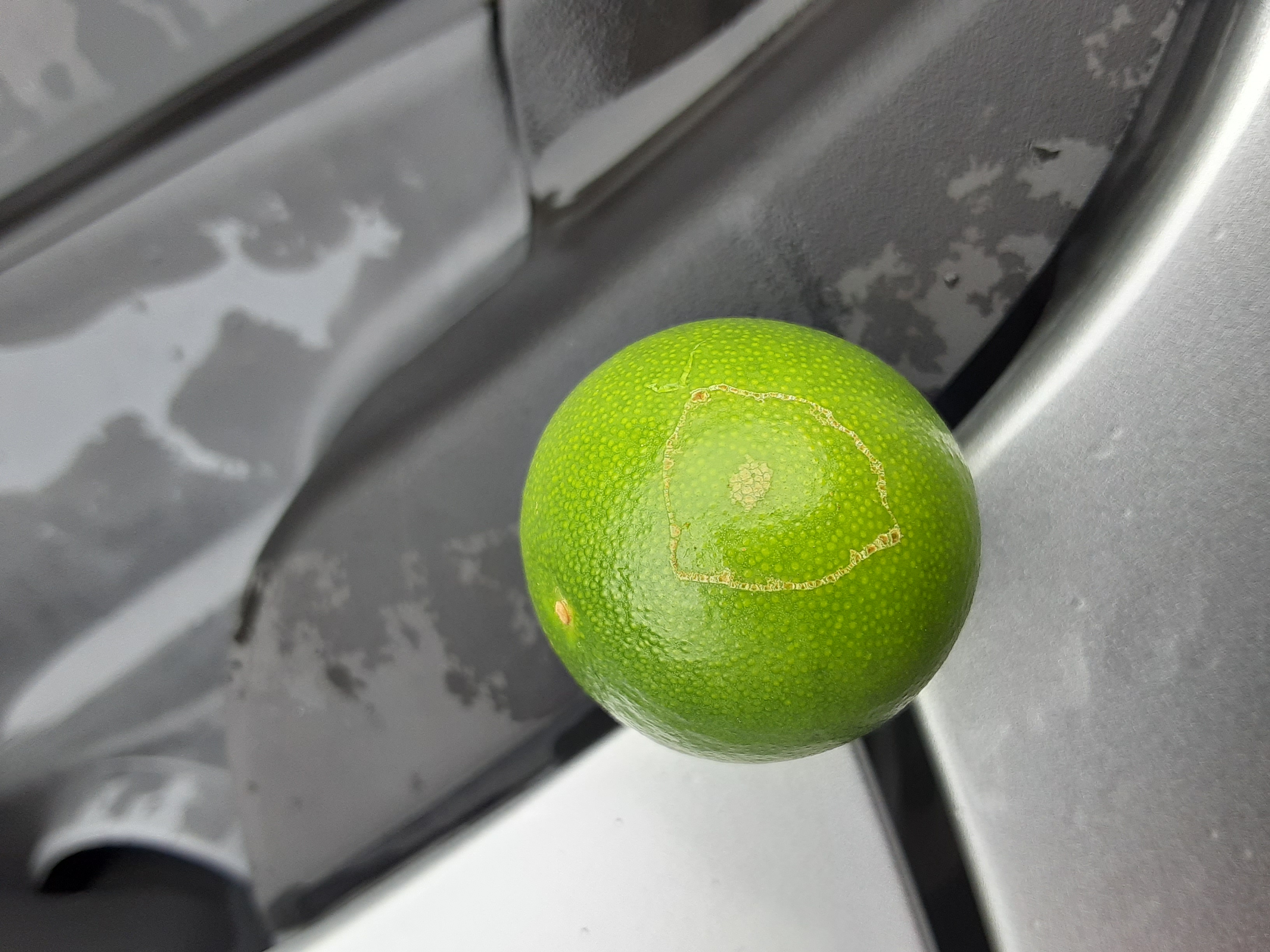 황금향 열매에 대해 문의드립니다.