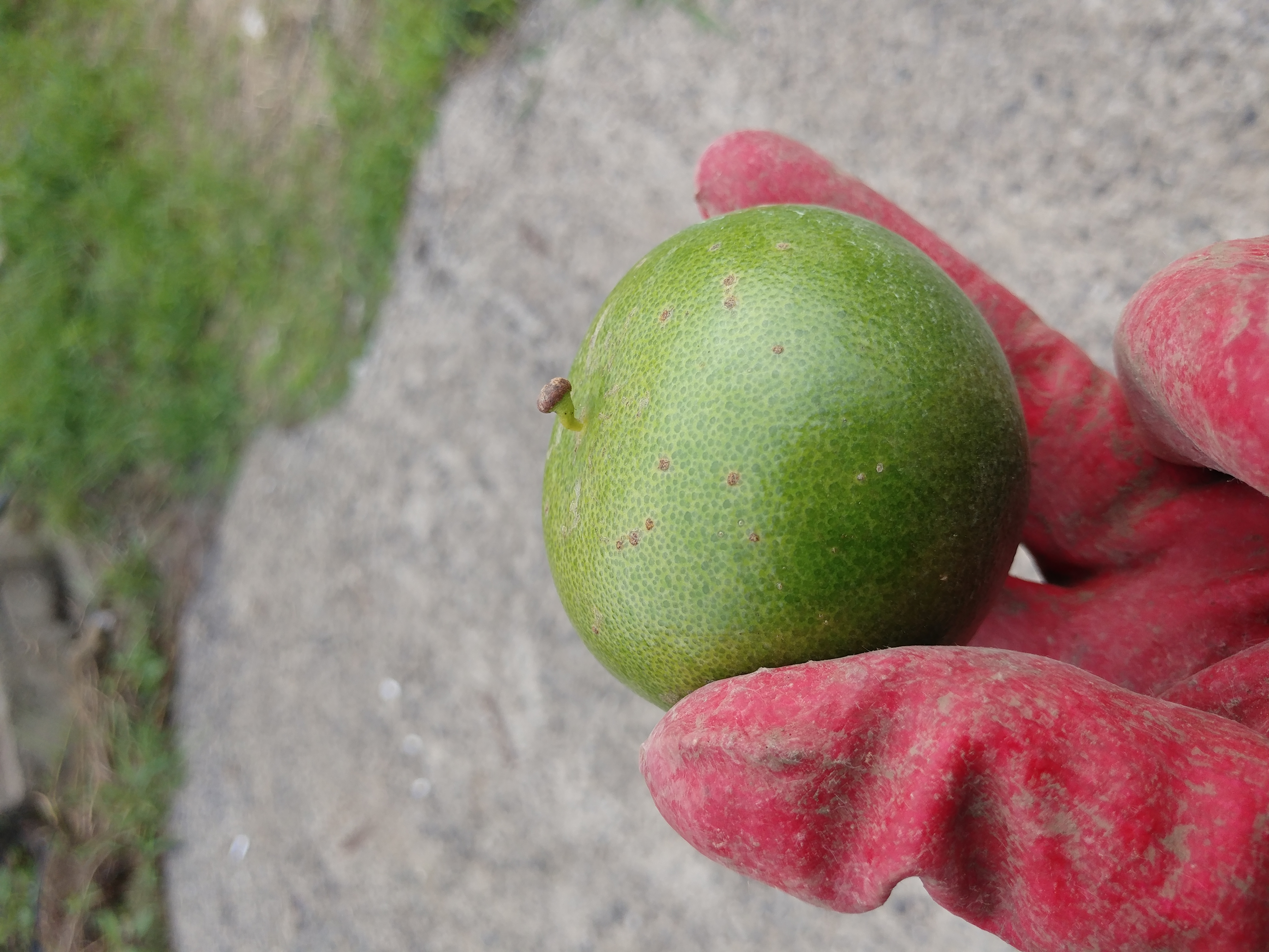 천혜향 병해충 관련