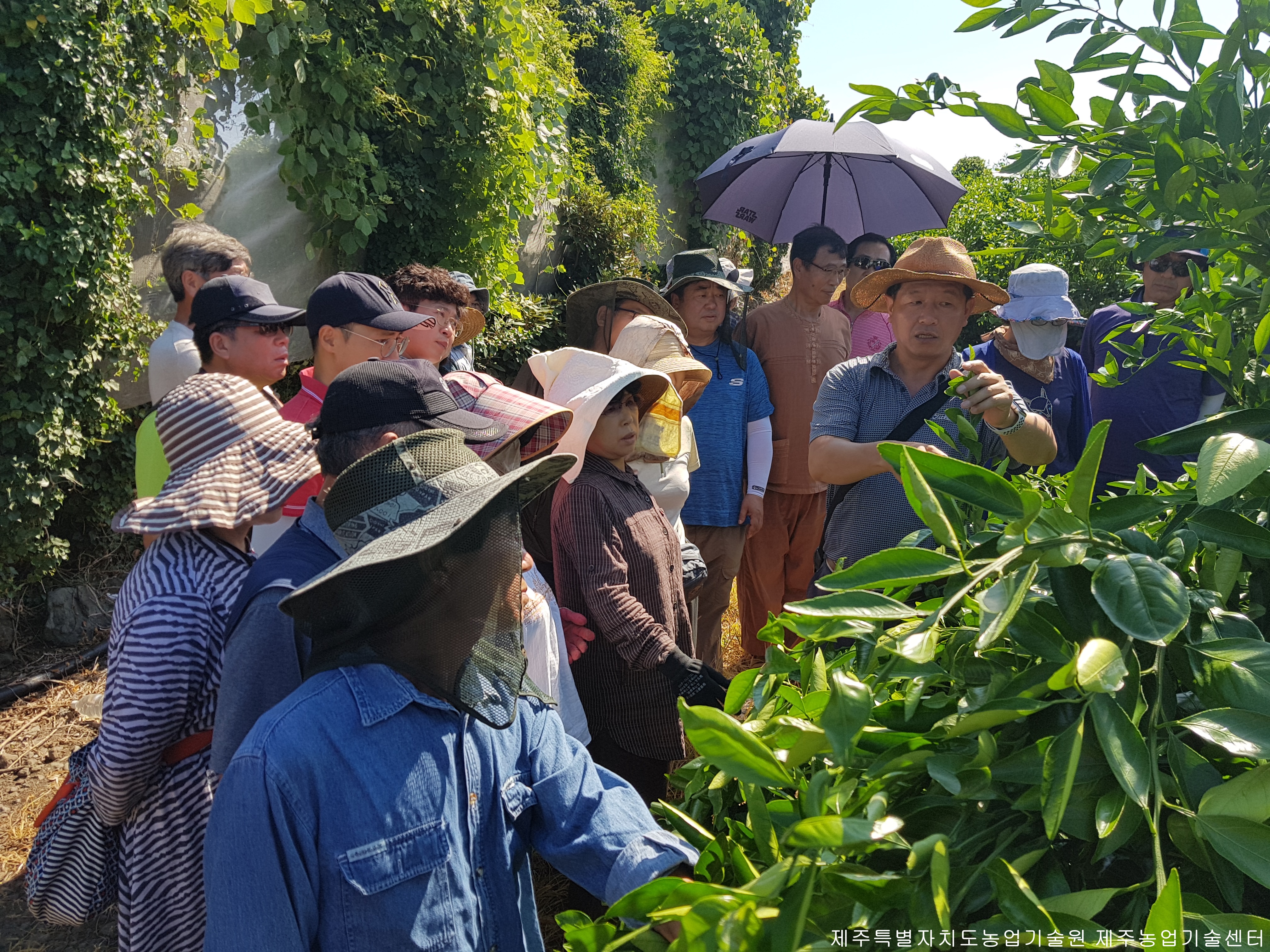 2018 노지감귤 여름전정 교육