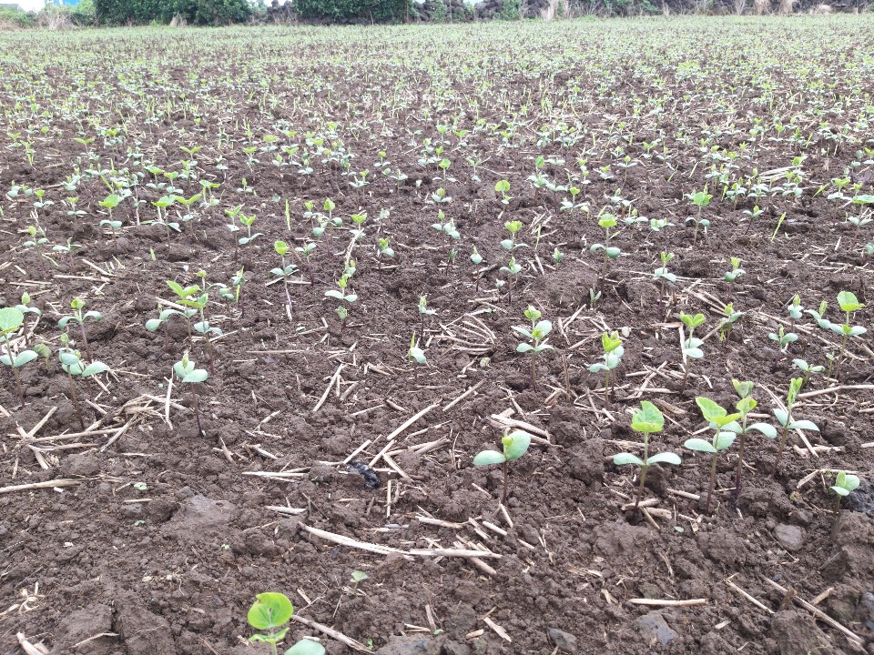 콩 - 잎 상태가 ? 걱정스럽네요(선유콩이고 장맛비로 7월 18일 파종)