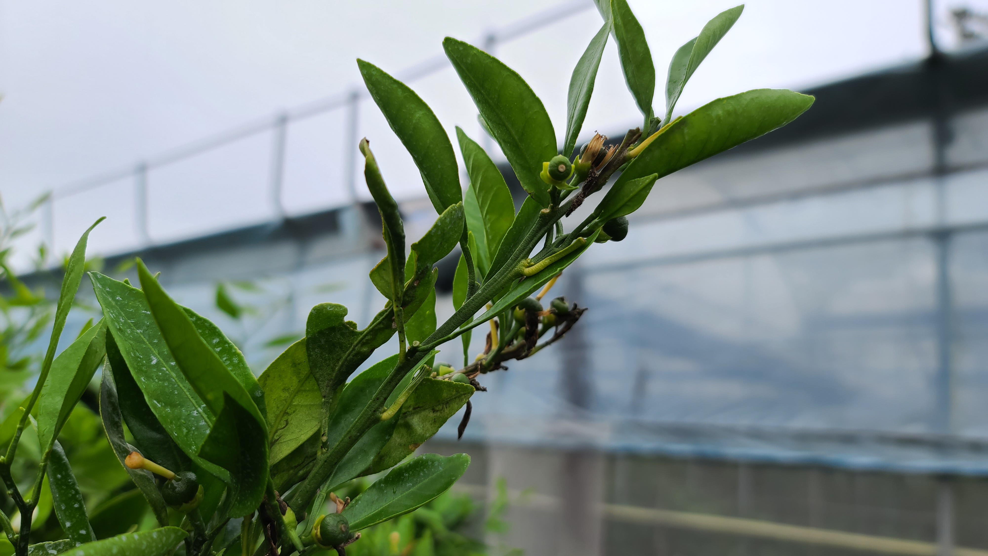 병충해 진단, 방제시기 요청드립니다.