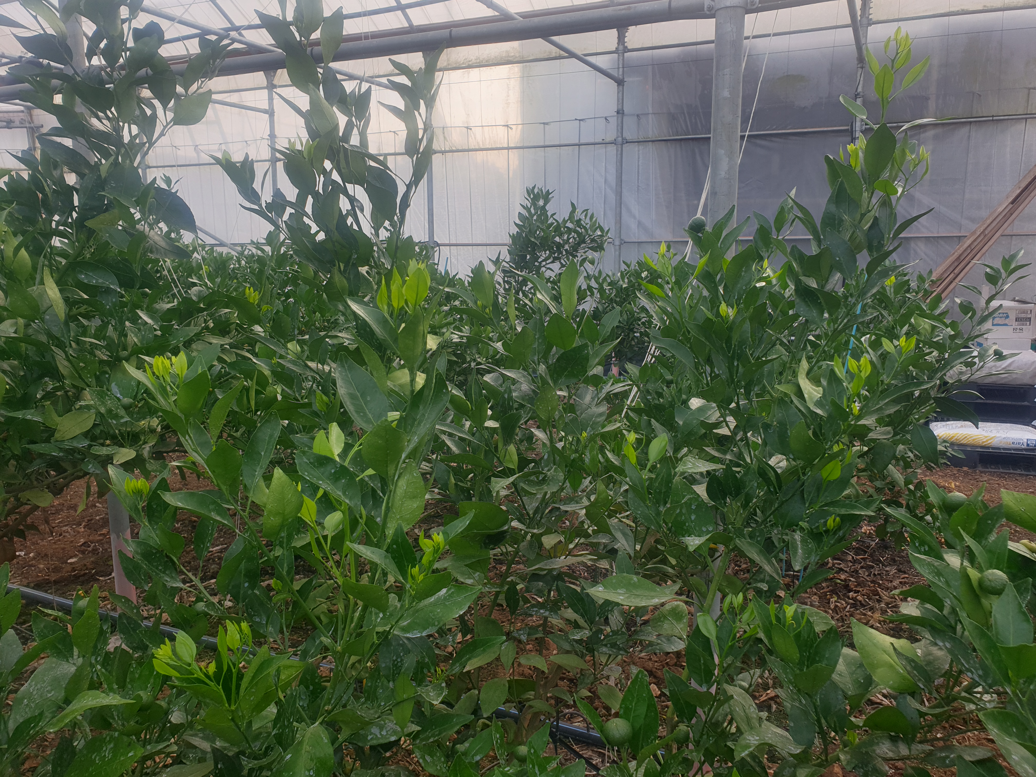 레드향 6월지 순관리