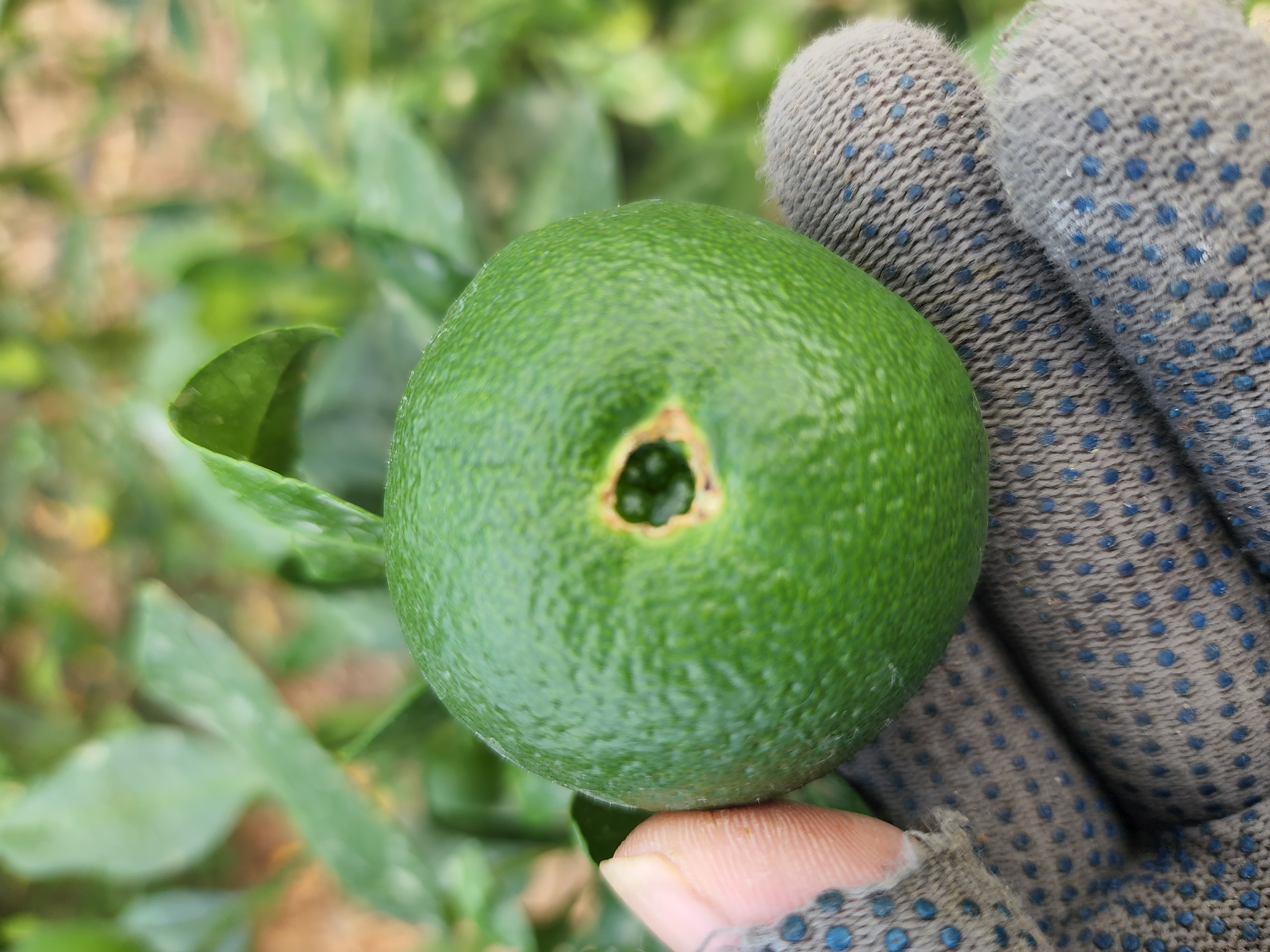 레드향 열매문의