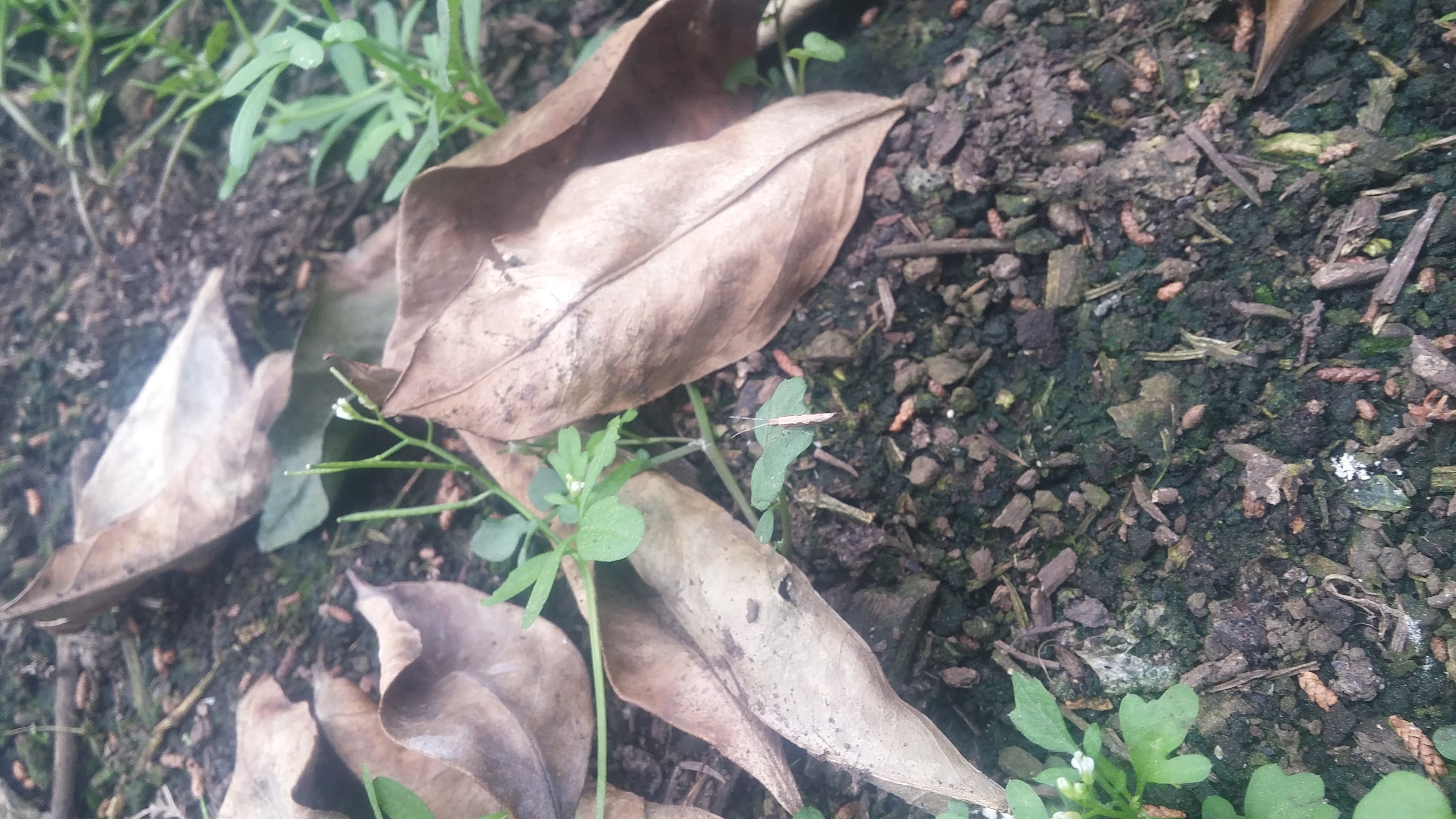 총채벌레 인가요?