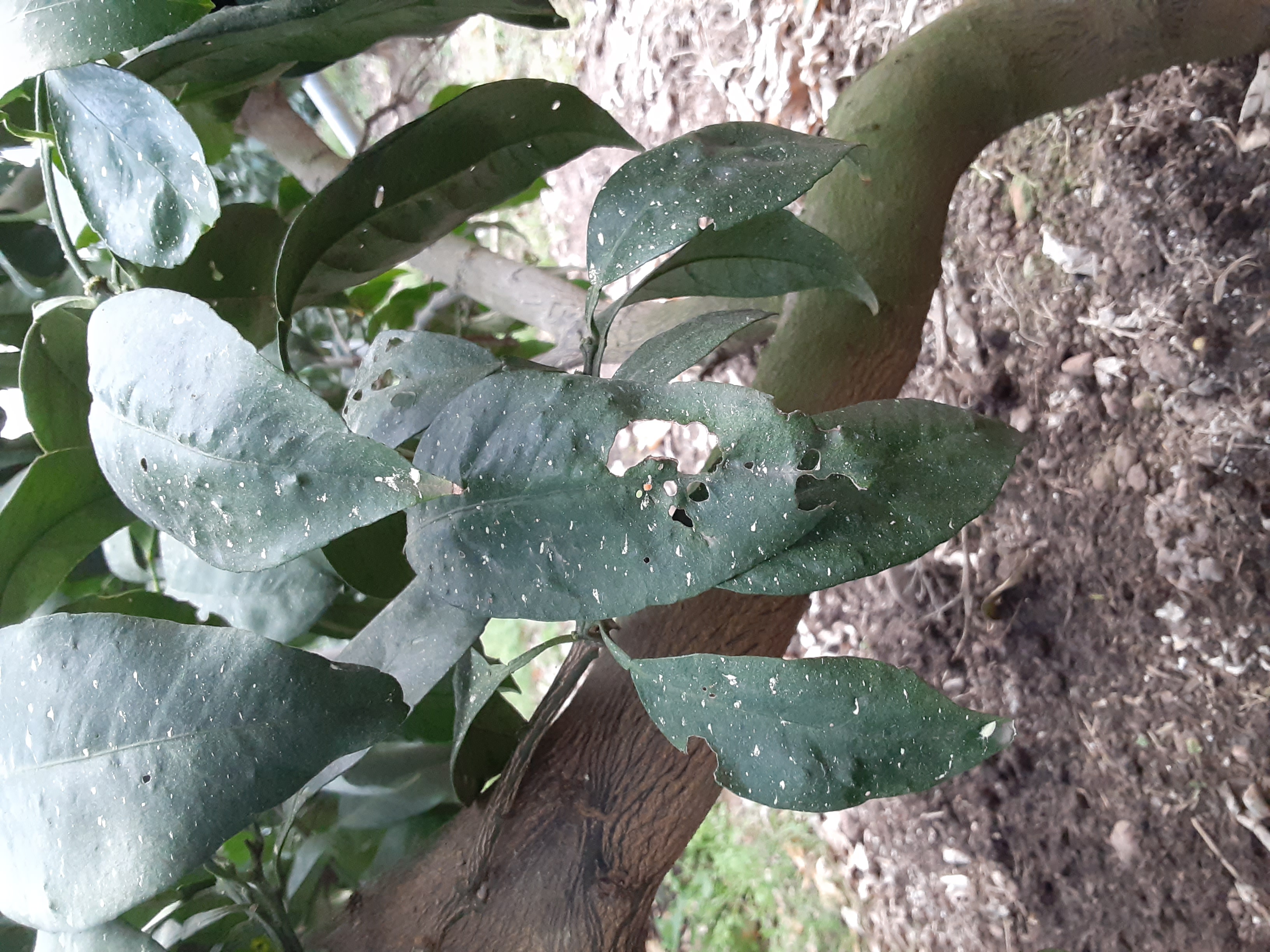 황금향 재배에 문의드립니다.